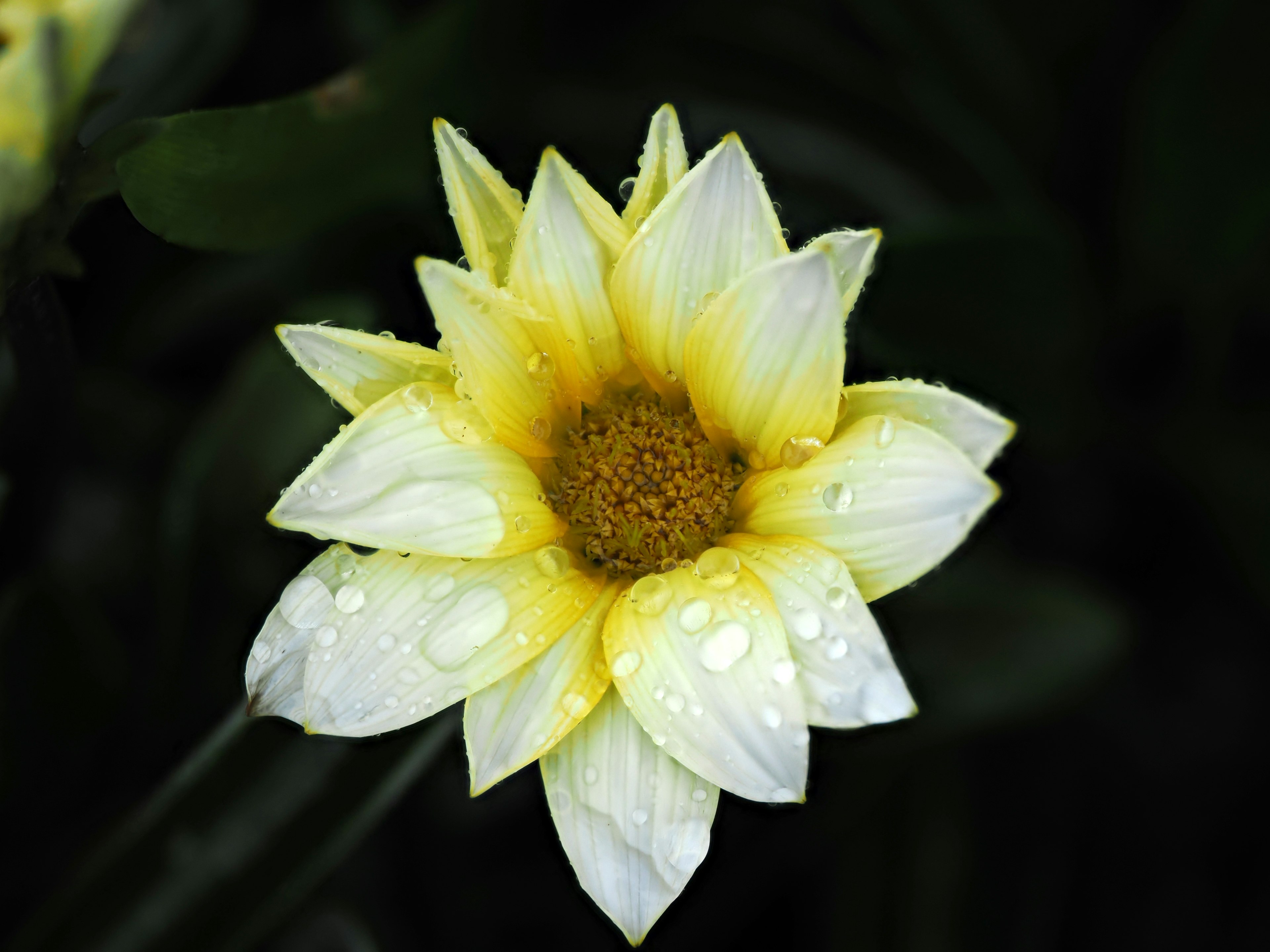 Close-up of a beautiful flower with white petals and a yellow center