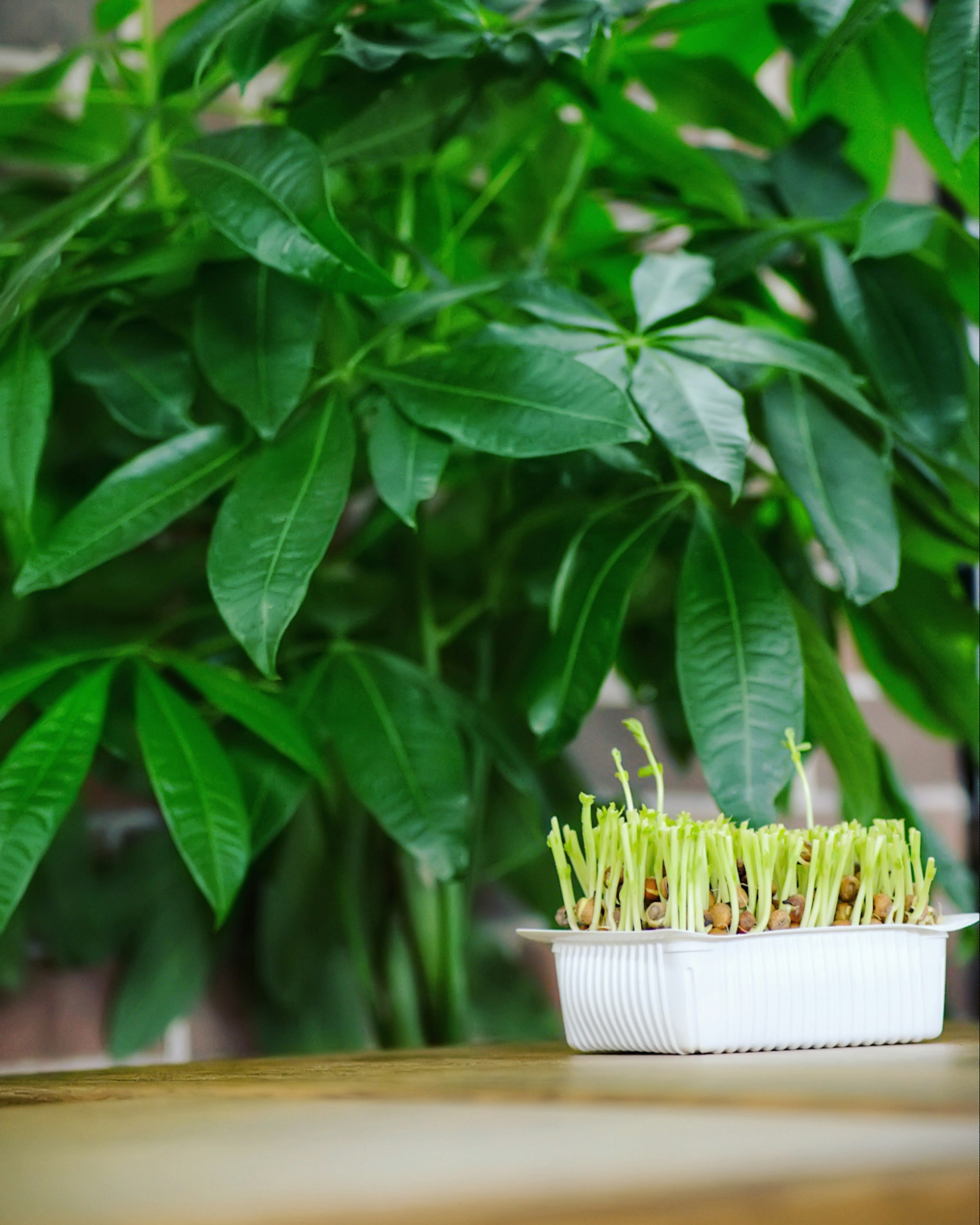 緑の葉が茂る植物の背景に置かれた白い容器に生えている若芽