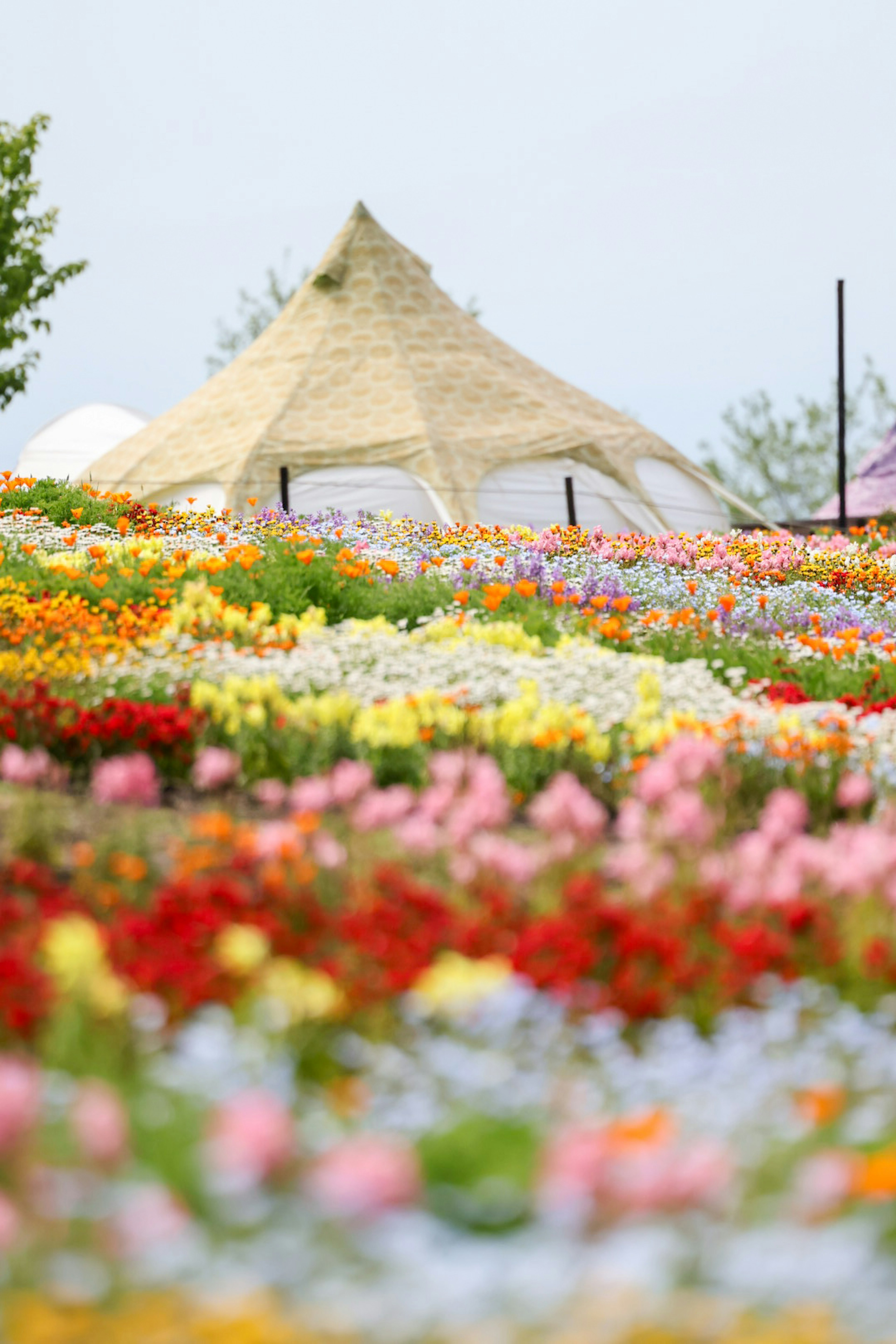 色とりどりの花々に囲まれたテントの風景