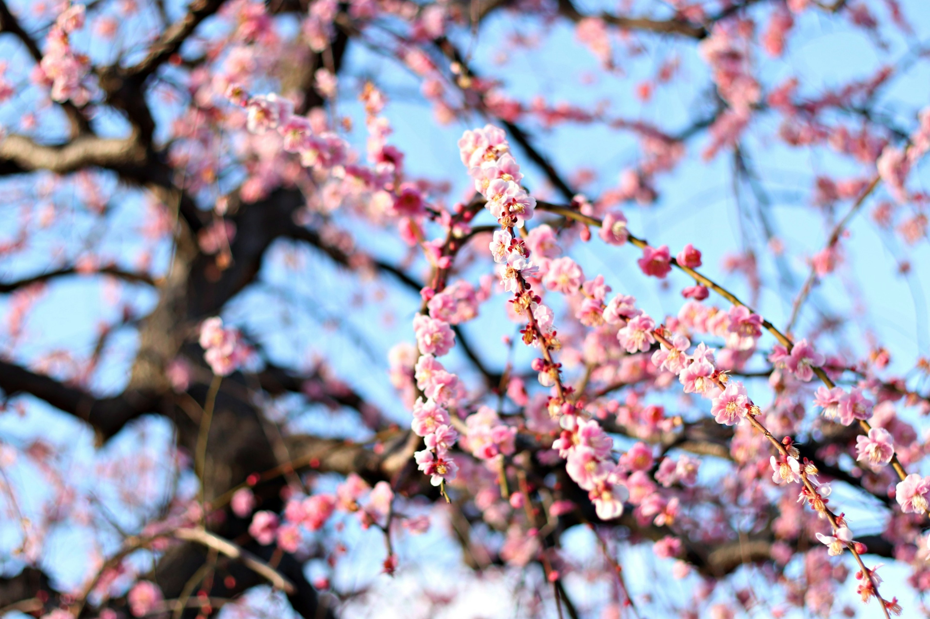 Close-up cabang bunga sakura di latar belakang langit biru