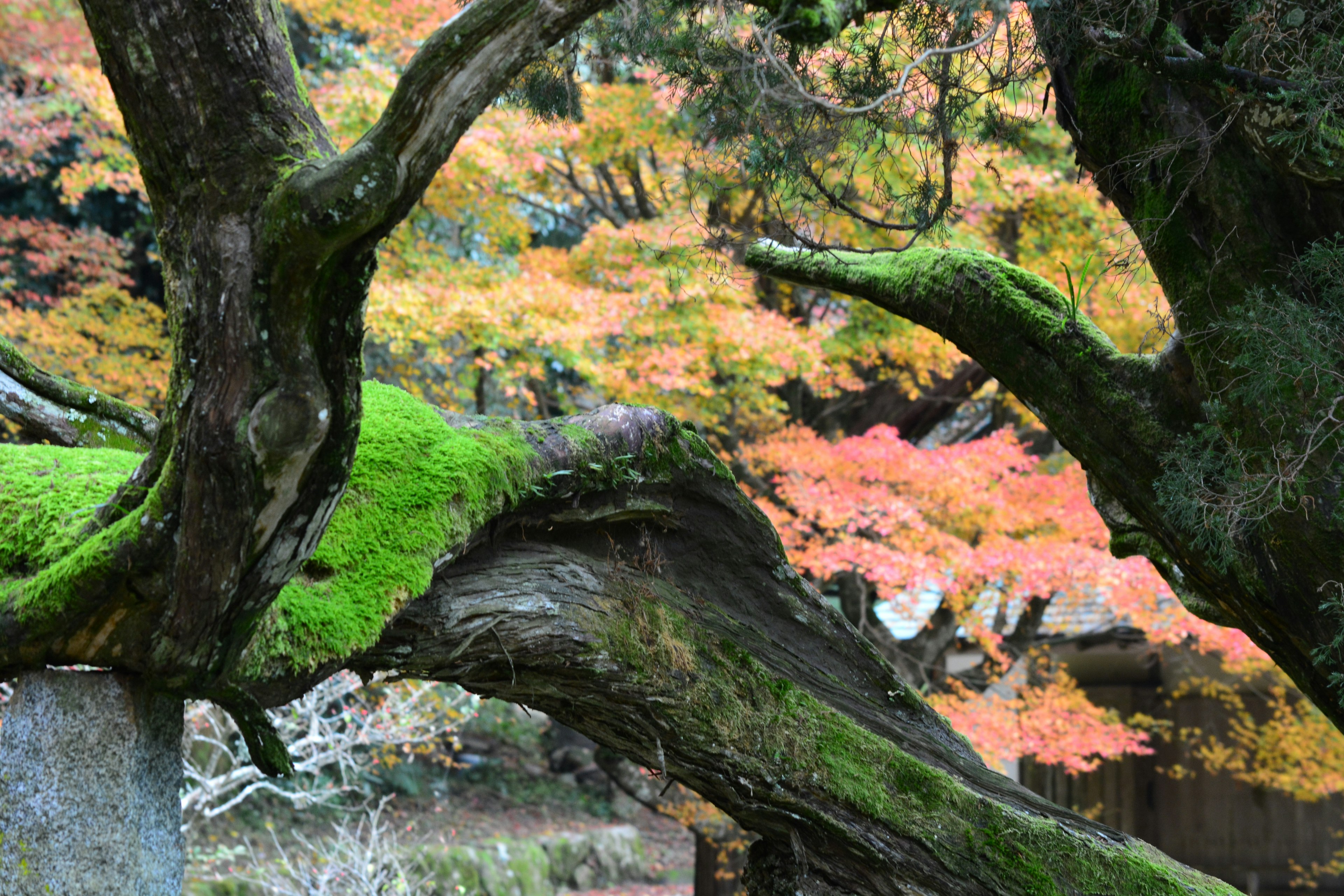 Ramas de un árbol viejo cubiertas de musgo verde con un fondo de follaje otoñal