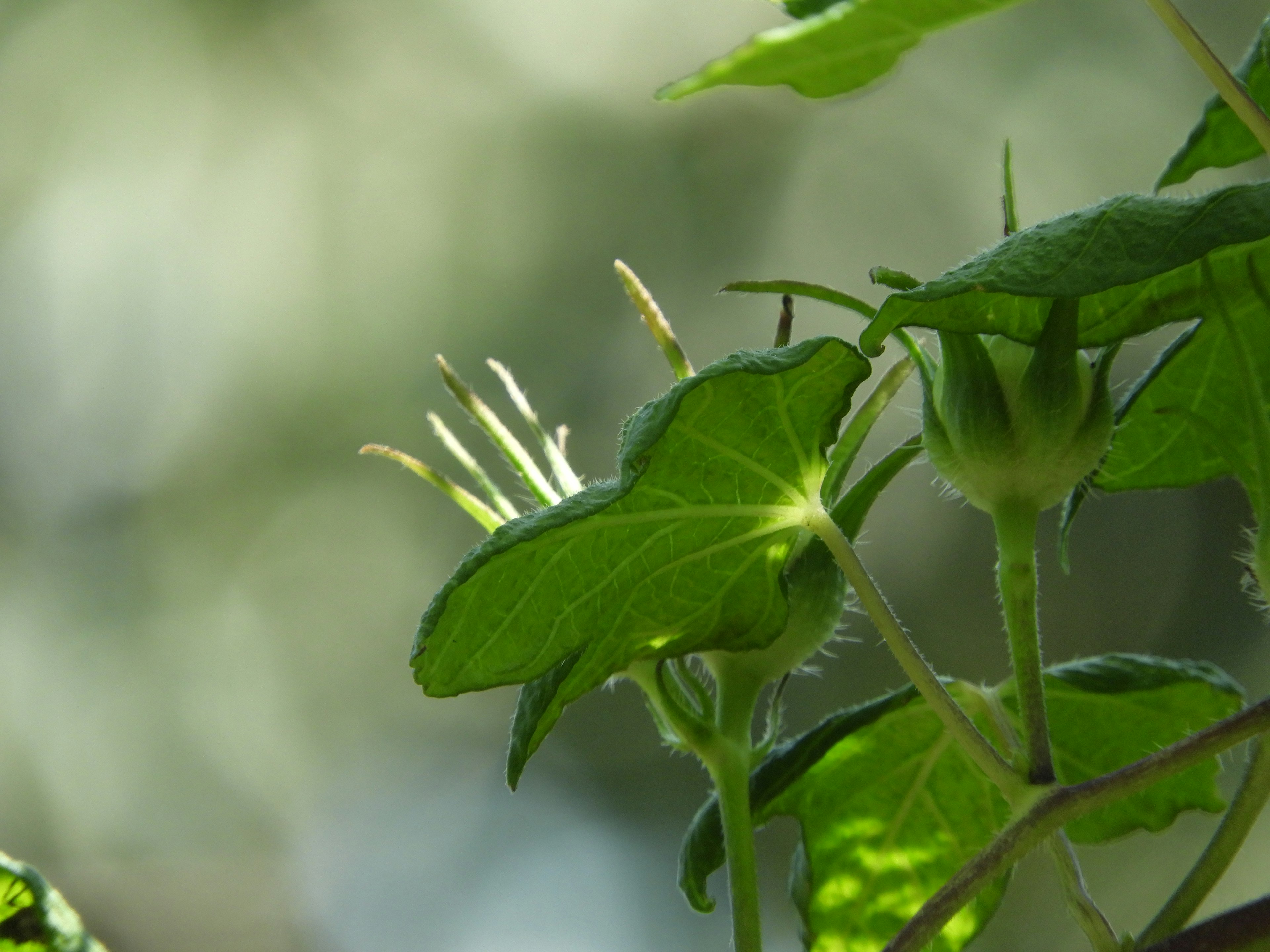 Close-up of green leaves and small buds