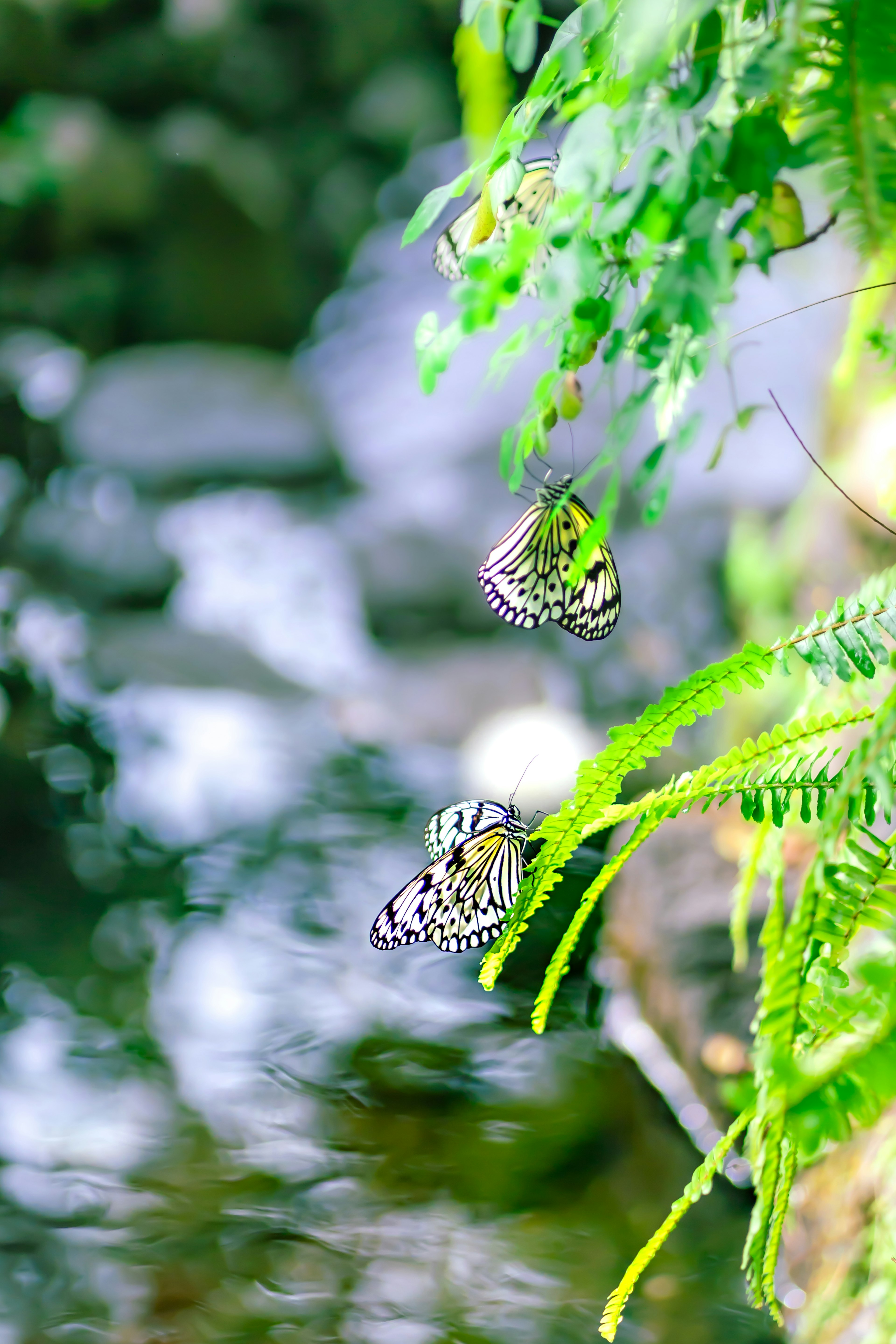 Mariposas revoloteando cerca de un arroyo rodeado de helechos verdes