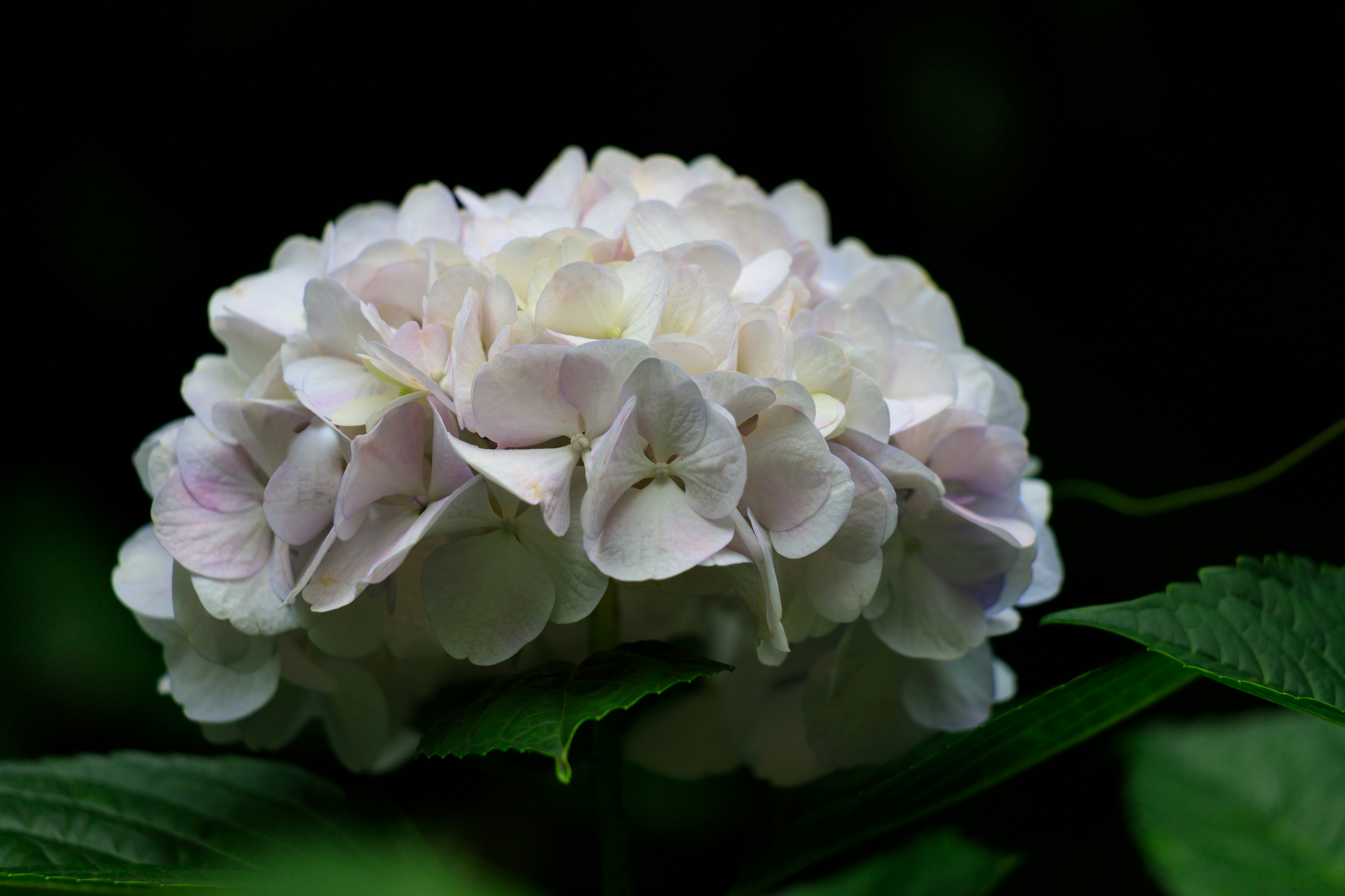 Bunga hydrangea pucat yang lembut terletak di antara daun hijau