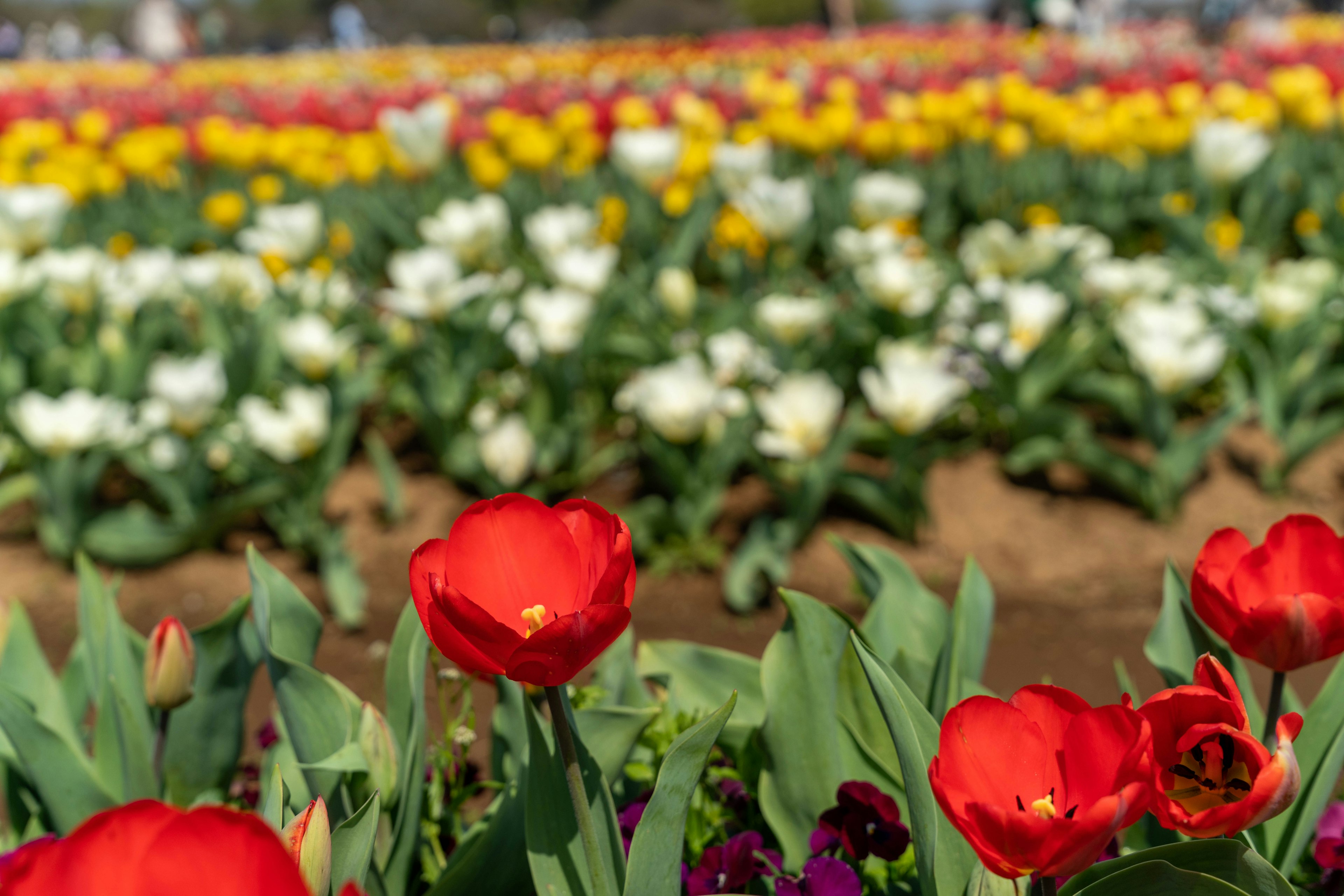 Tulip merah di latar depan dengan ladang bunga berwarna di latar belakang