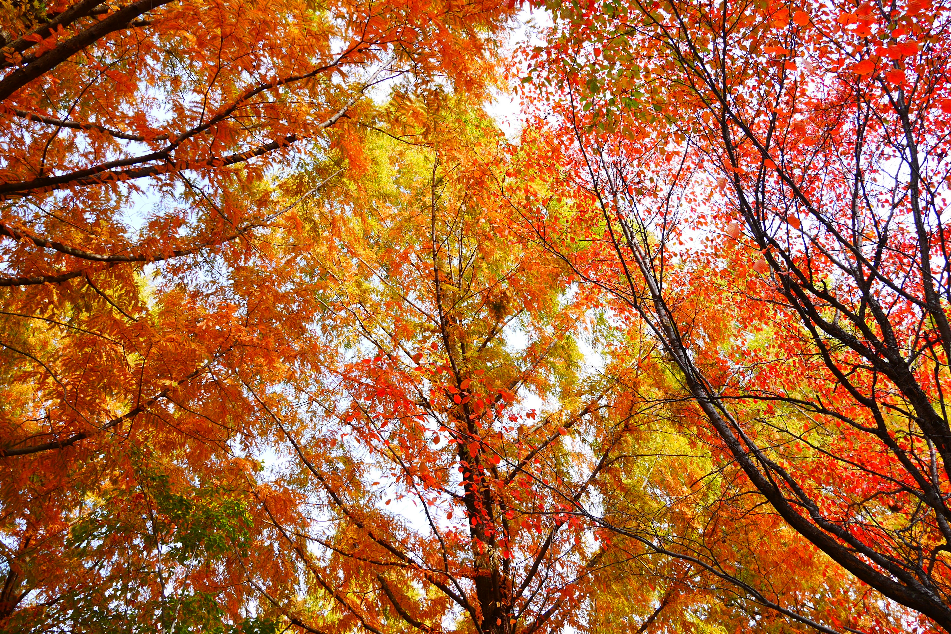 View looking up at autumn foliage with vibrant orange and yellow leaves