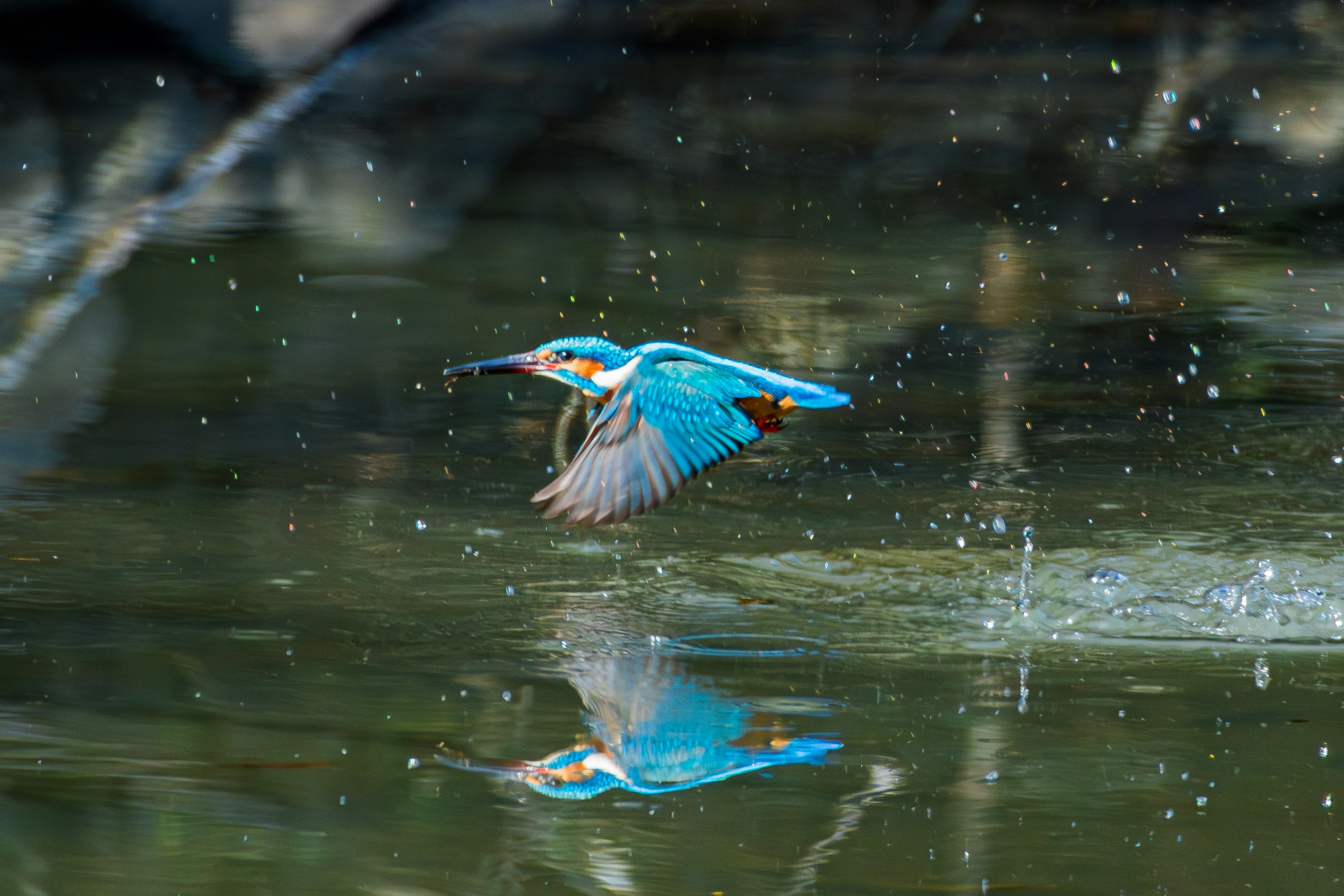 Vibrante martinete azul volando sobre la superficie del agua