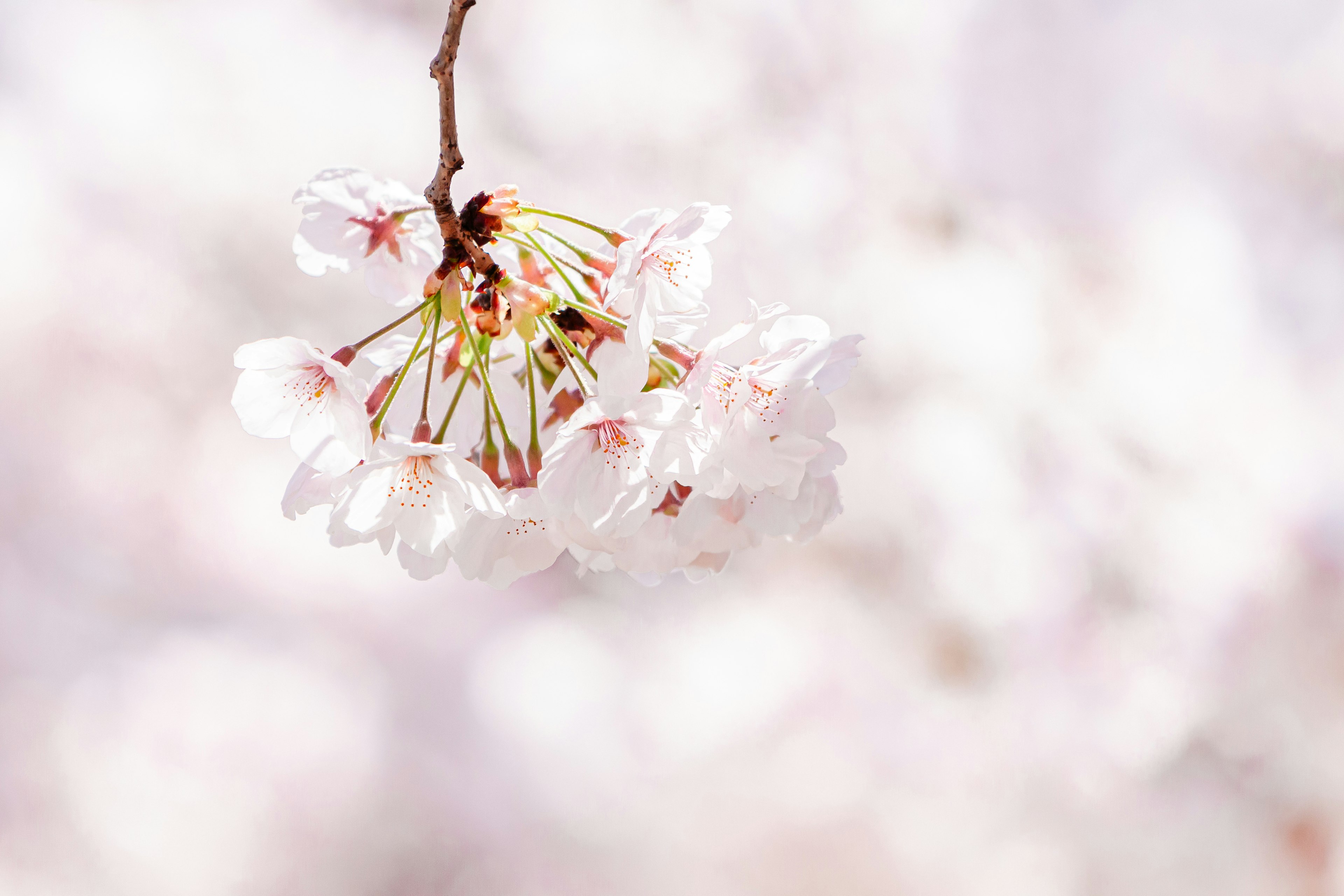 桜の花が咲いている柔らかいピンク色の背景