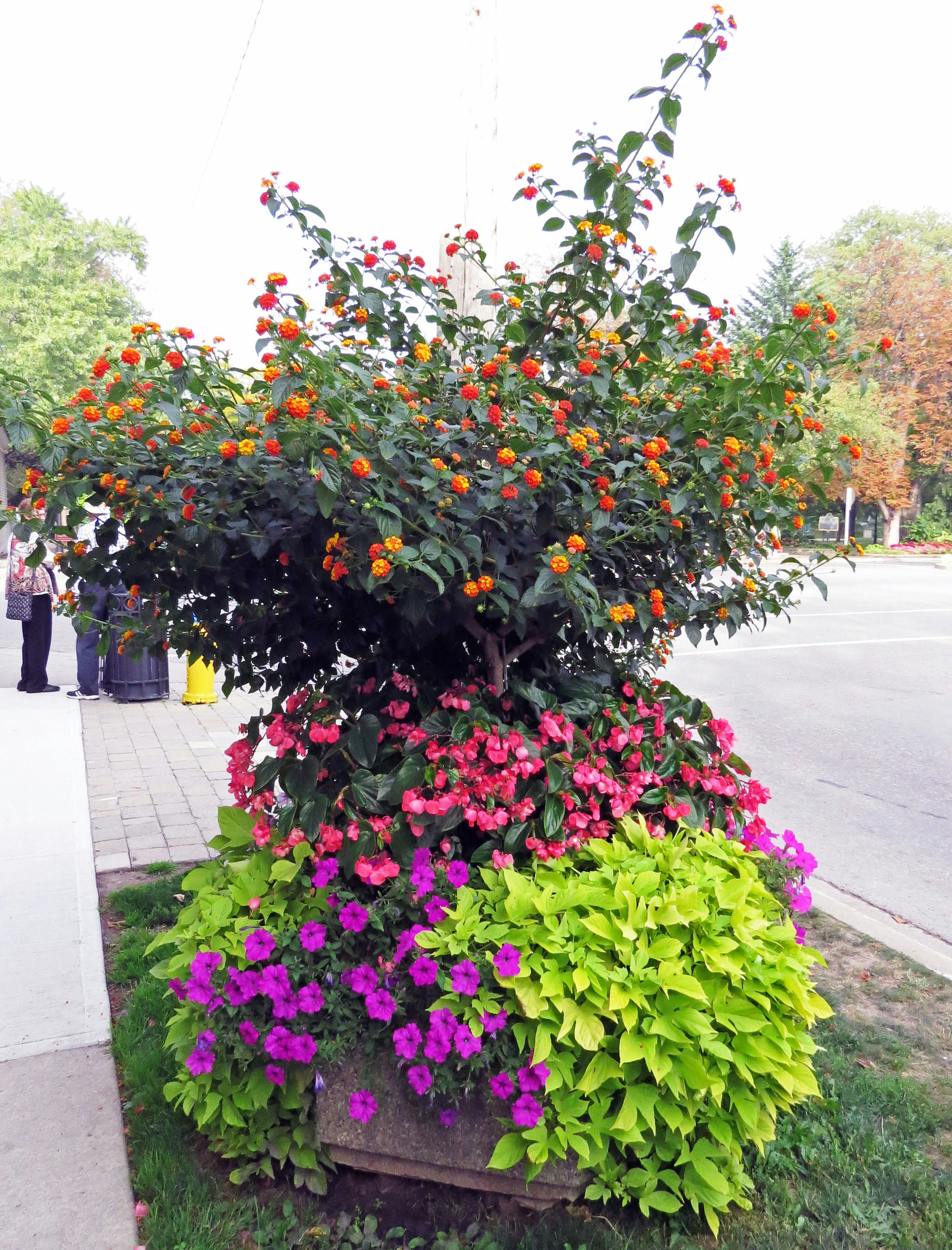 Gran maceta con flores vibrantes que incluyen flores naranjas, rosas y moradas