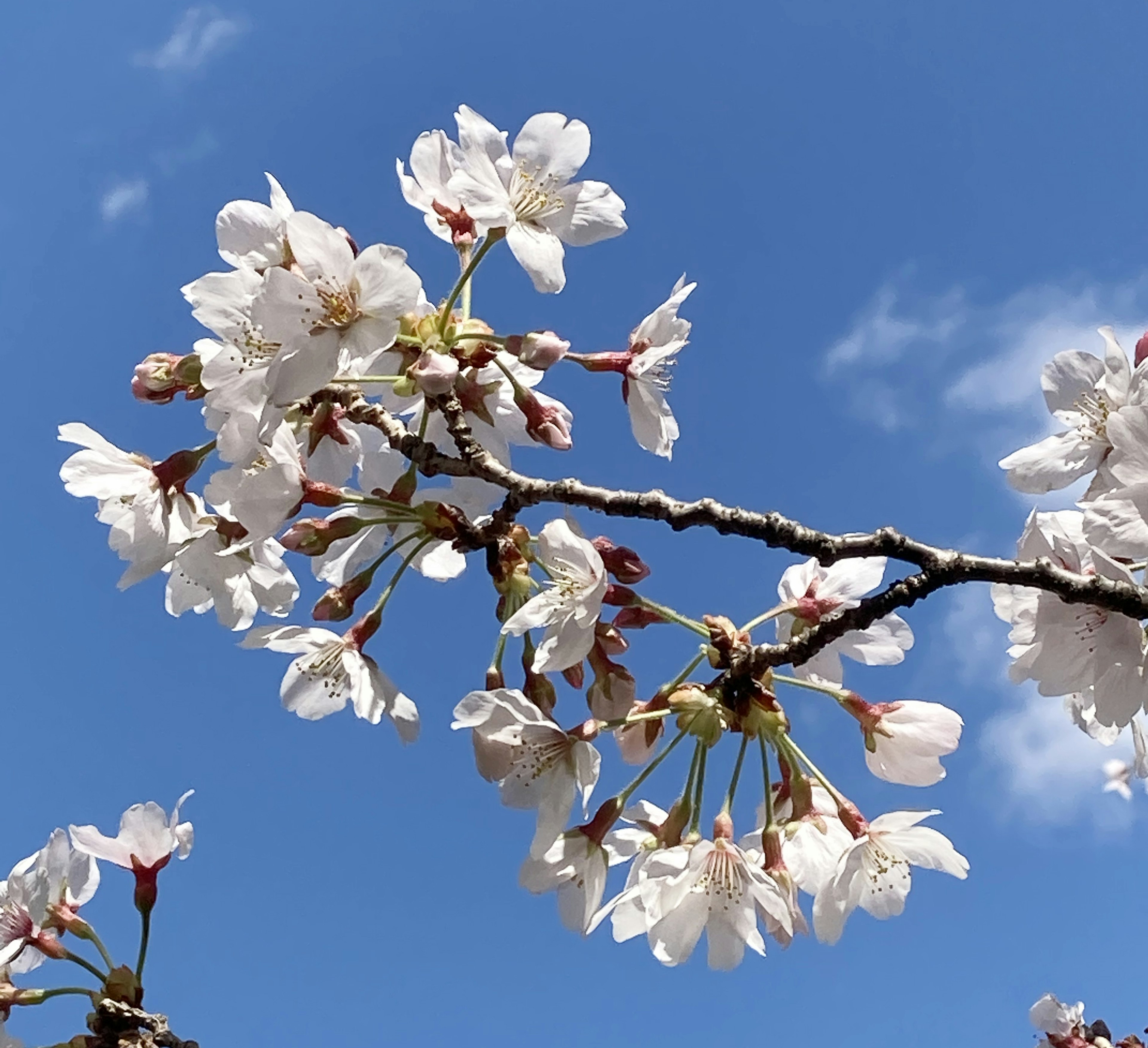 Branch of cherry blossom flowers against a blue sky