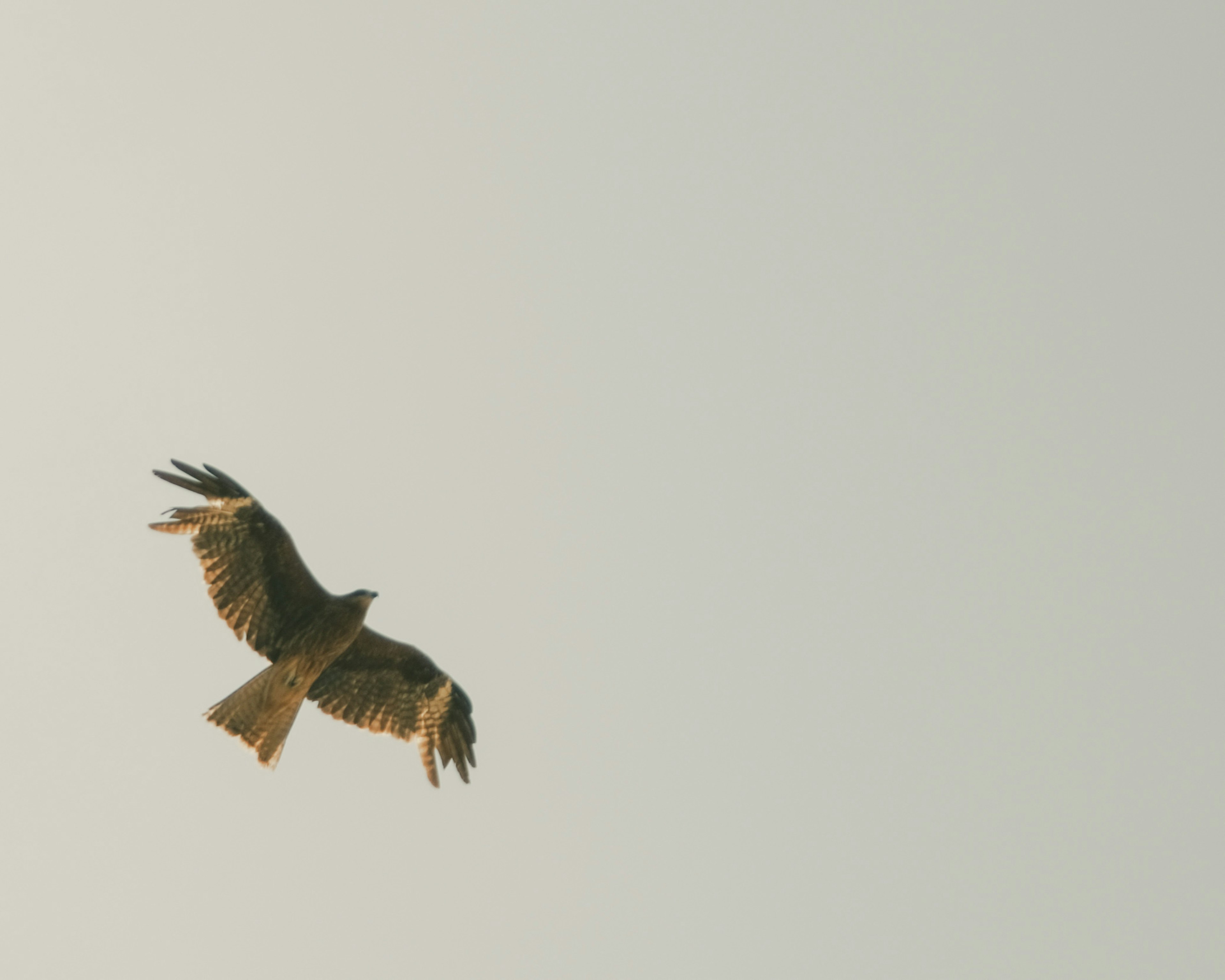 Un faucon planant dans le ciel