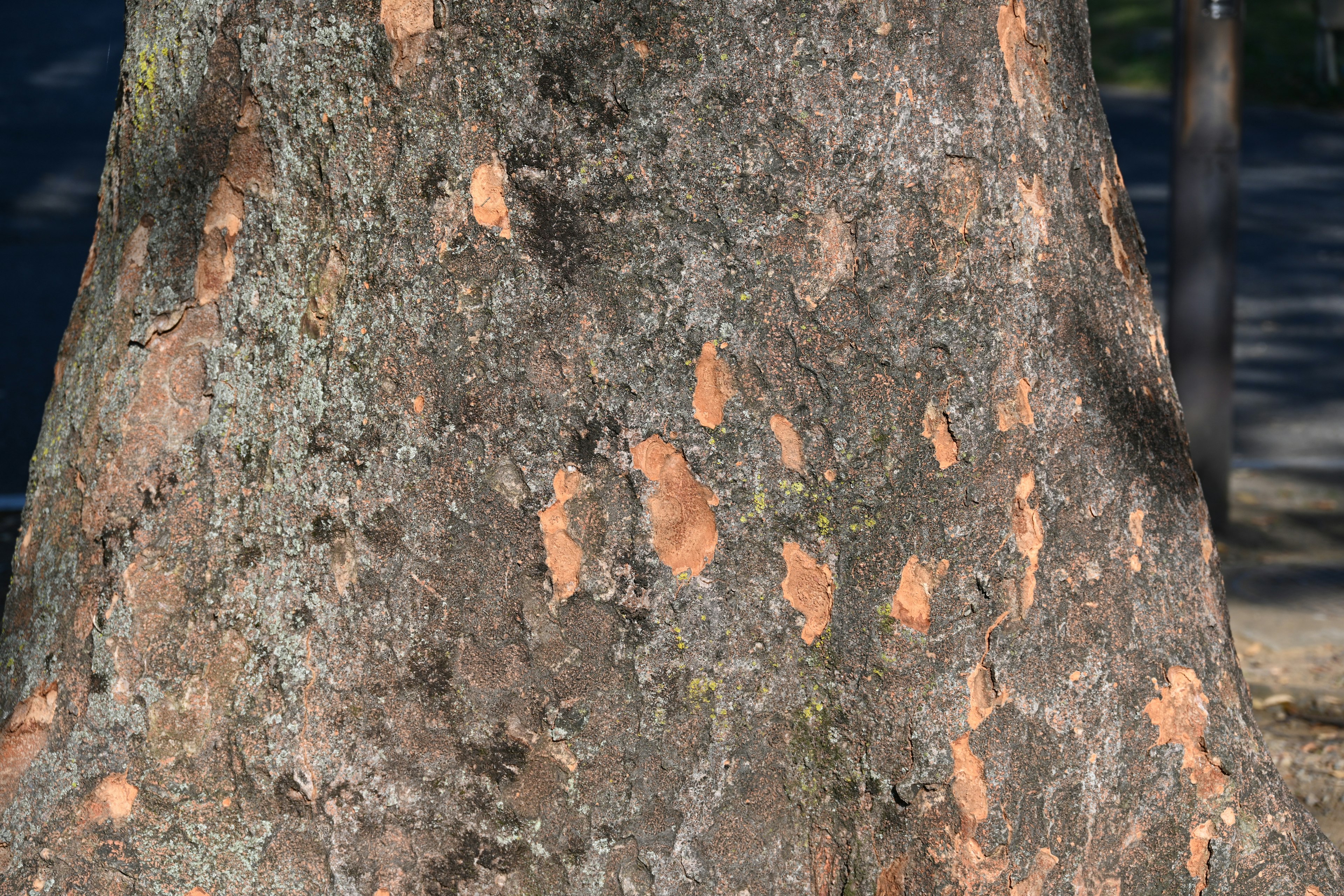 The surface of a tree trunk features orange spots