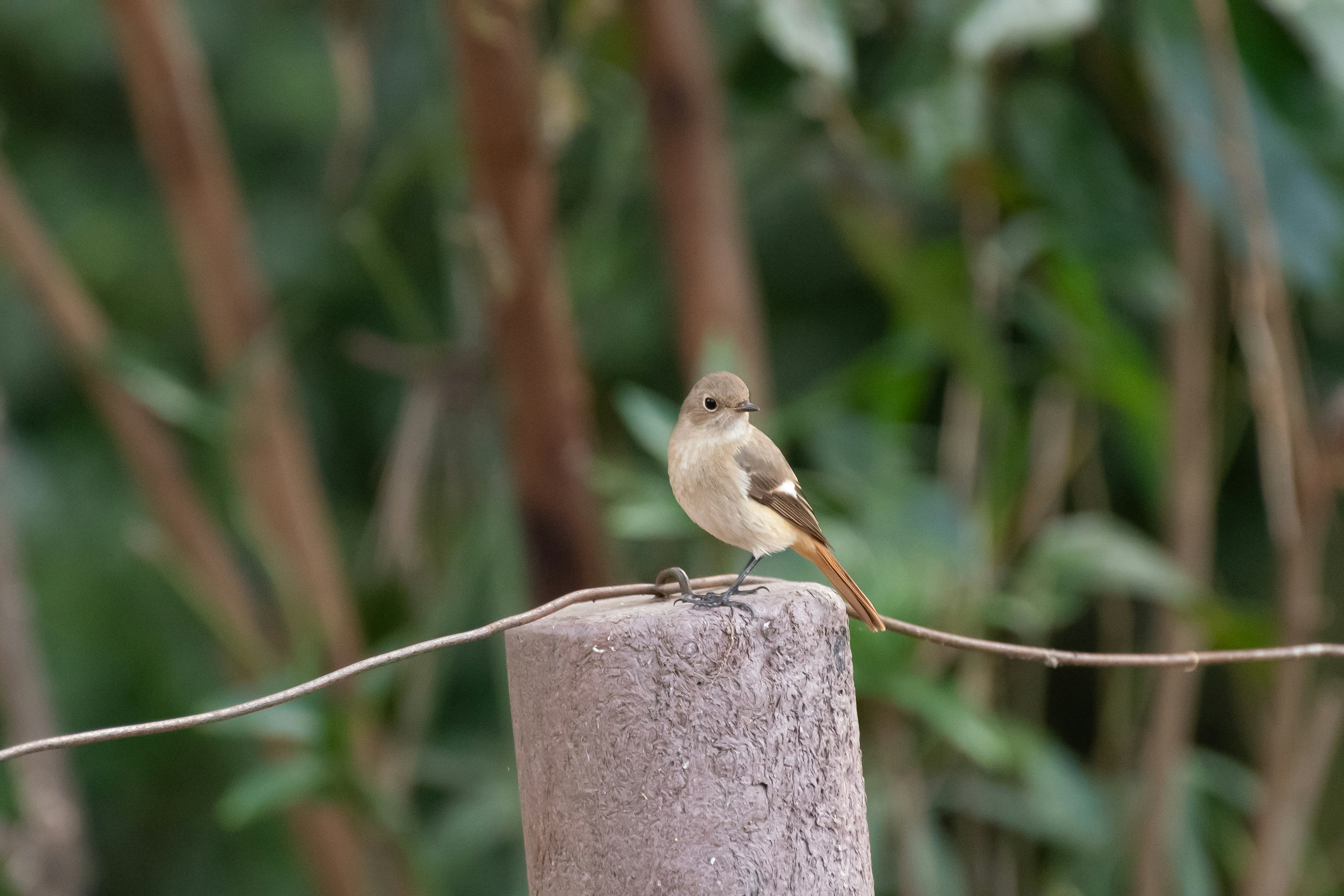 Un petit oiseau perché sur un poteau en bois avec un fond vert