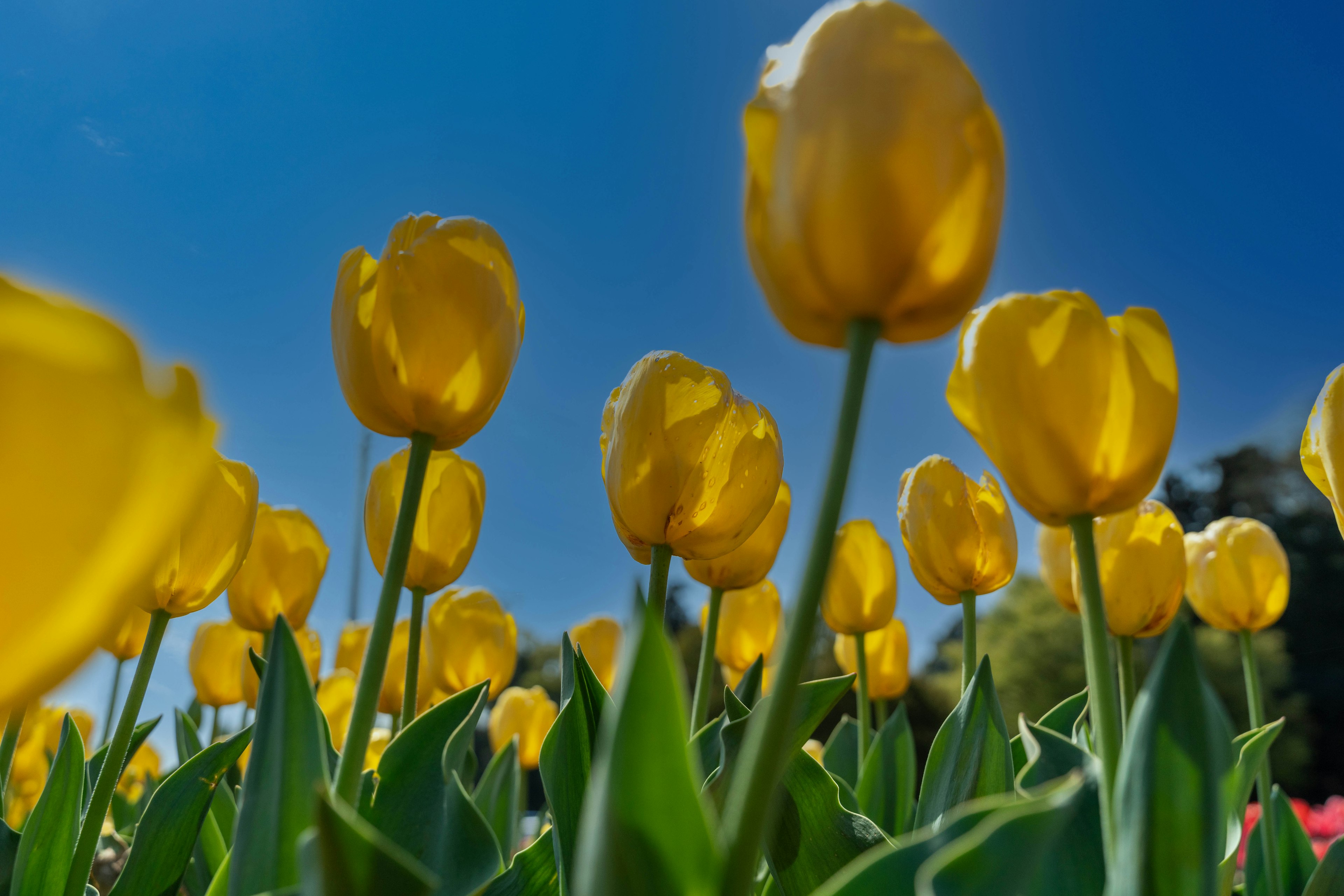 Eine Gruppe gelber Tulpen blüht unter einem blauen Himmel