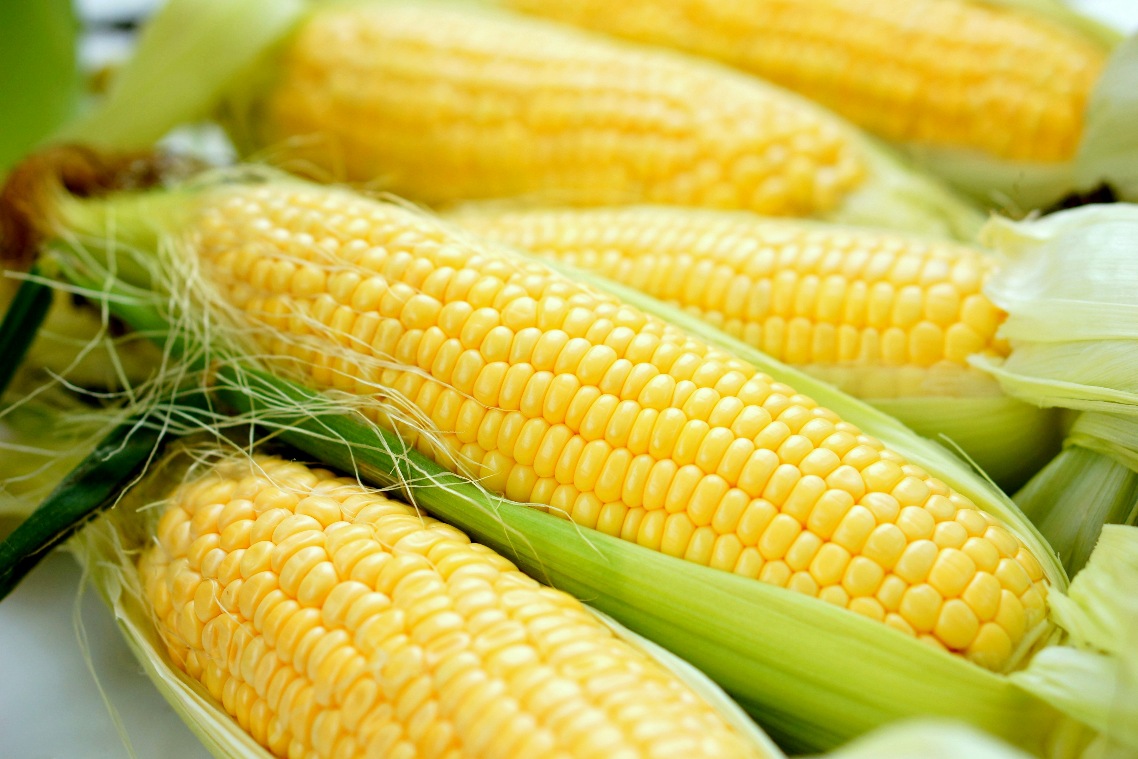 Fresh yellow corn ears displayed in a row