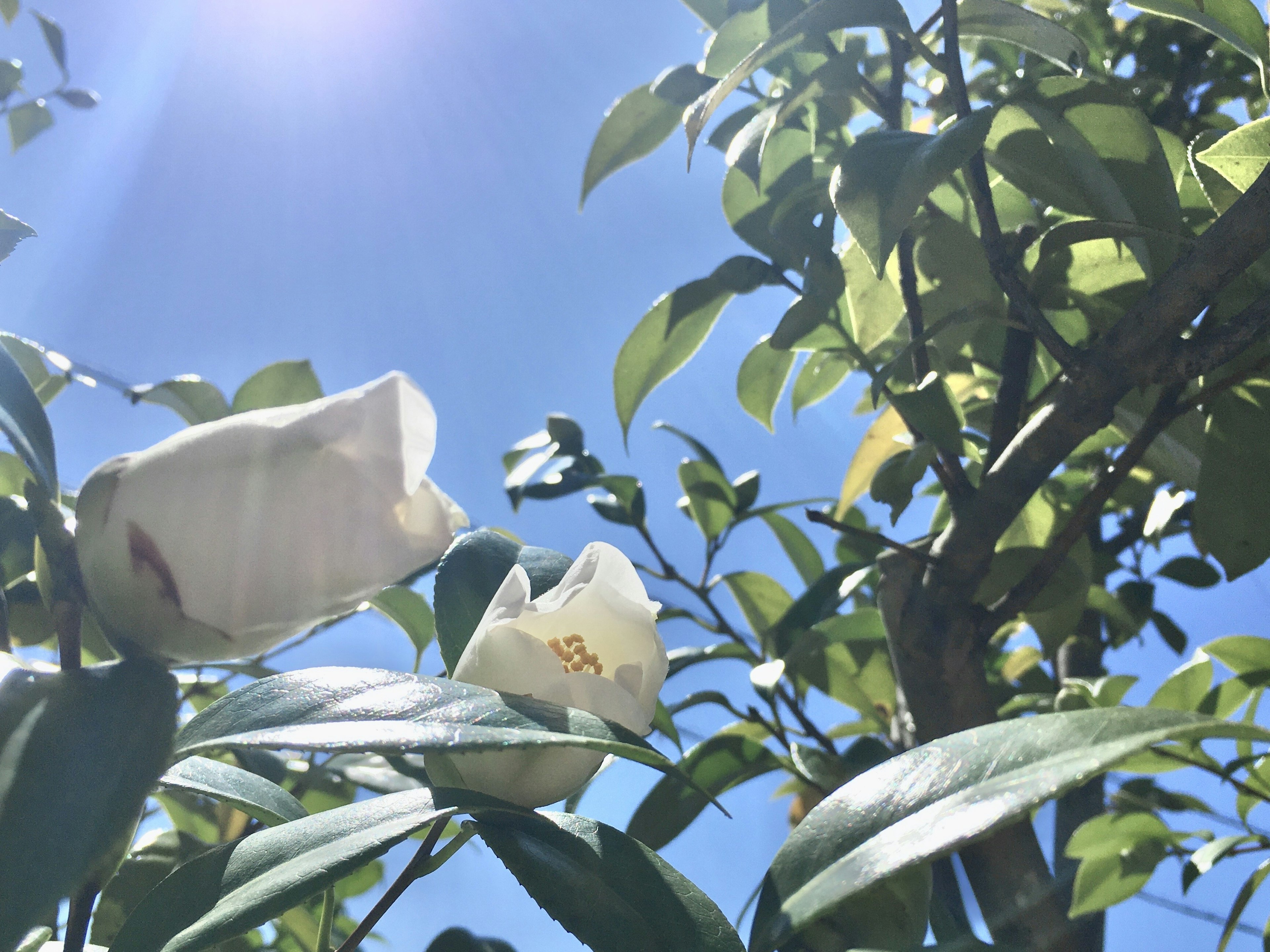 White flowers and green leaves under a blue sky