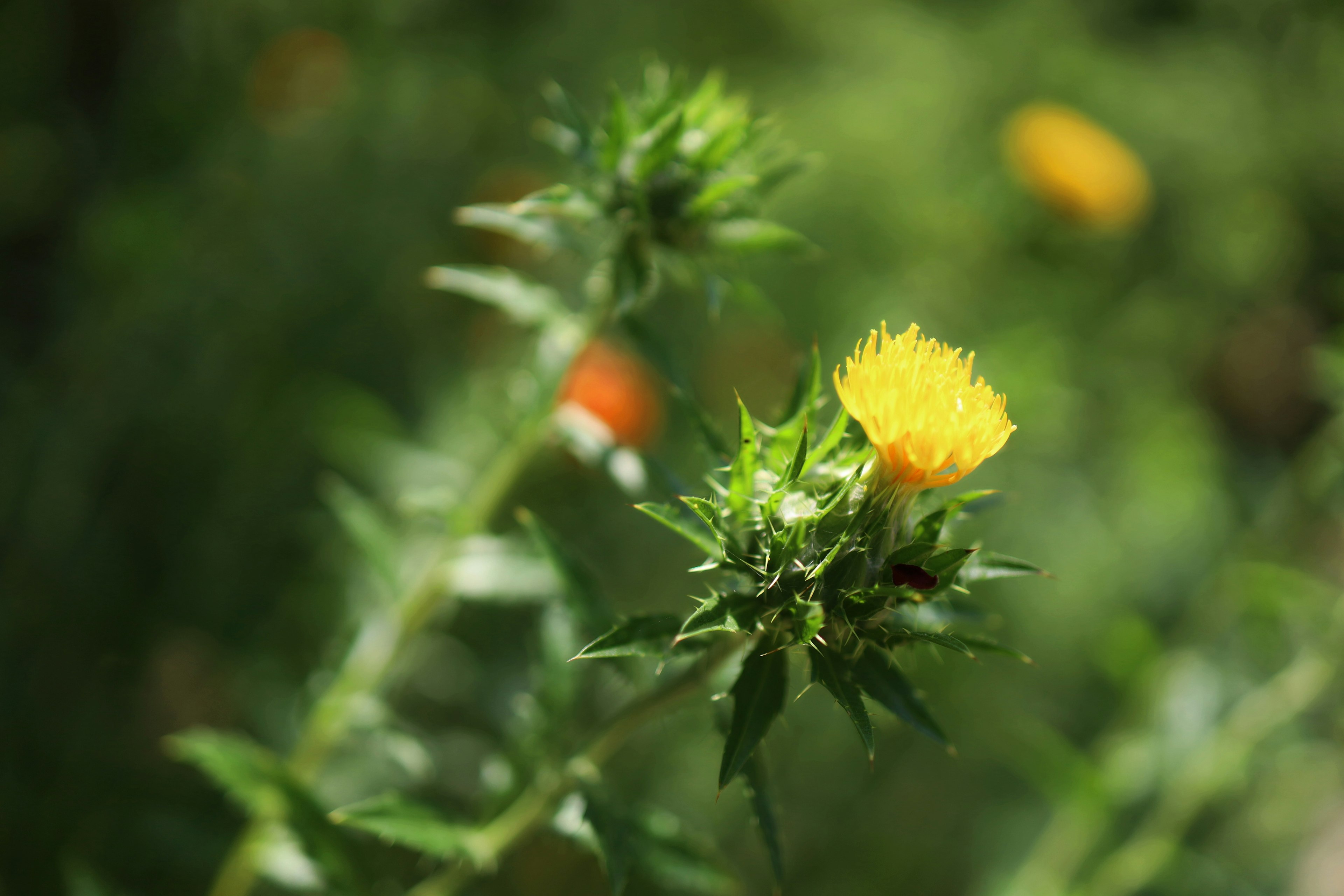 Pianta con fiore giallo e boccioli arancioni su uno sfondo verde