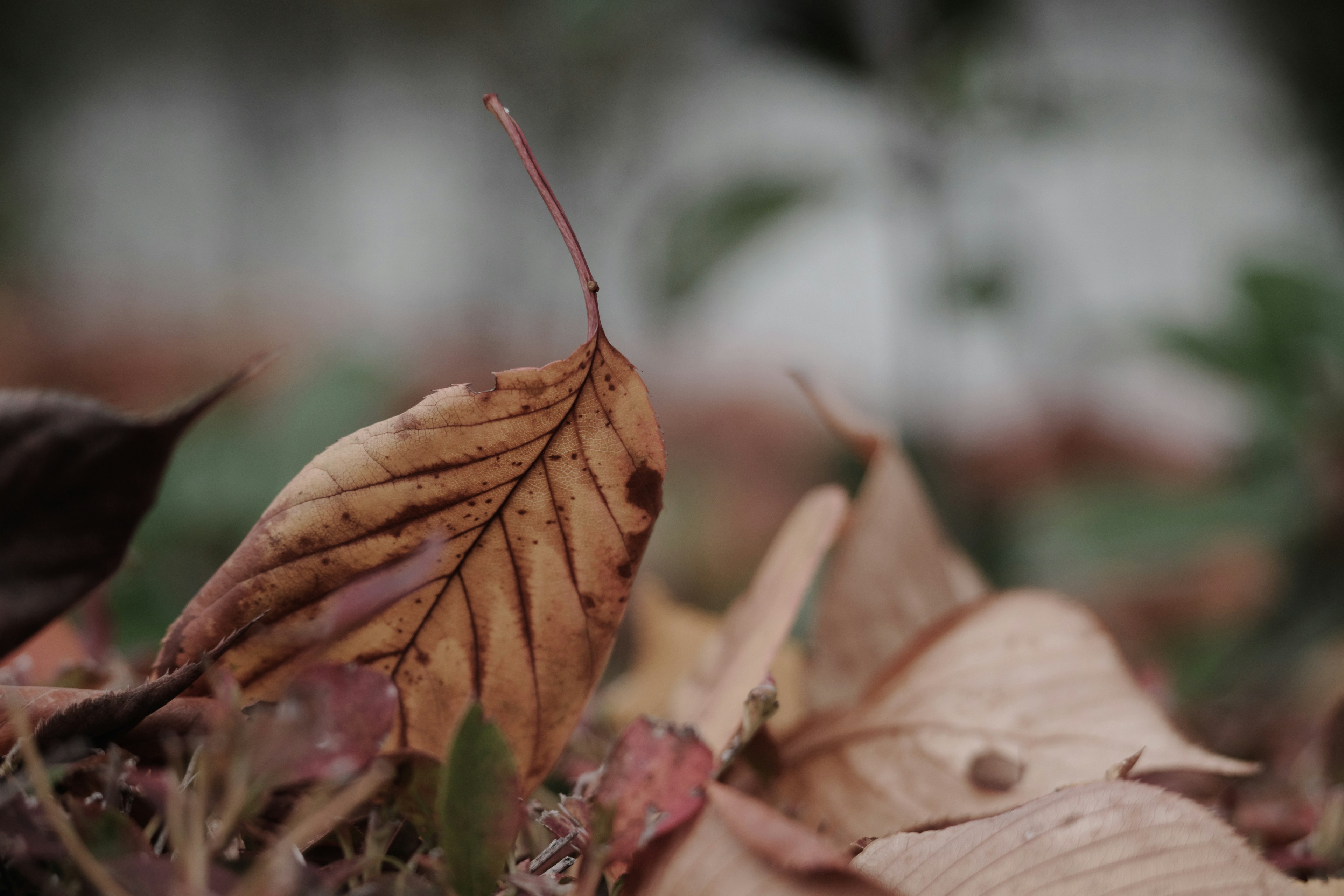 Herbstblätter auf dem Boden verstreut