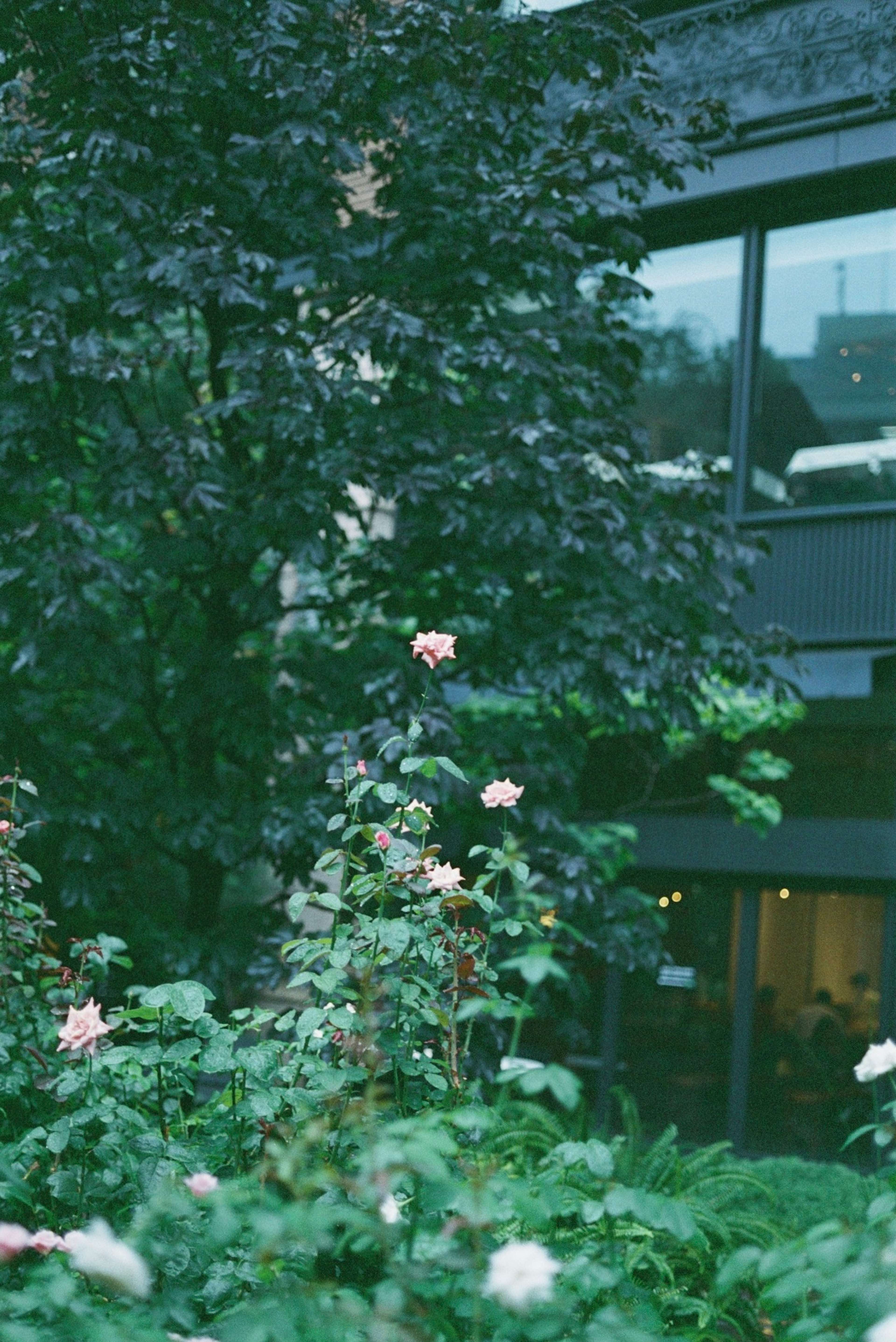 緑の木々と花がある庭の風景と現代的な建物