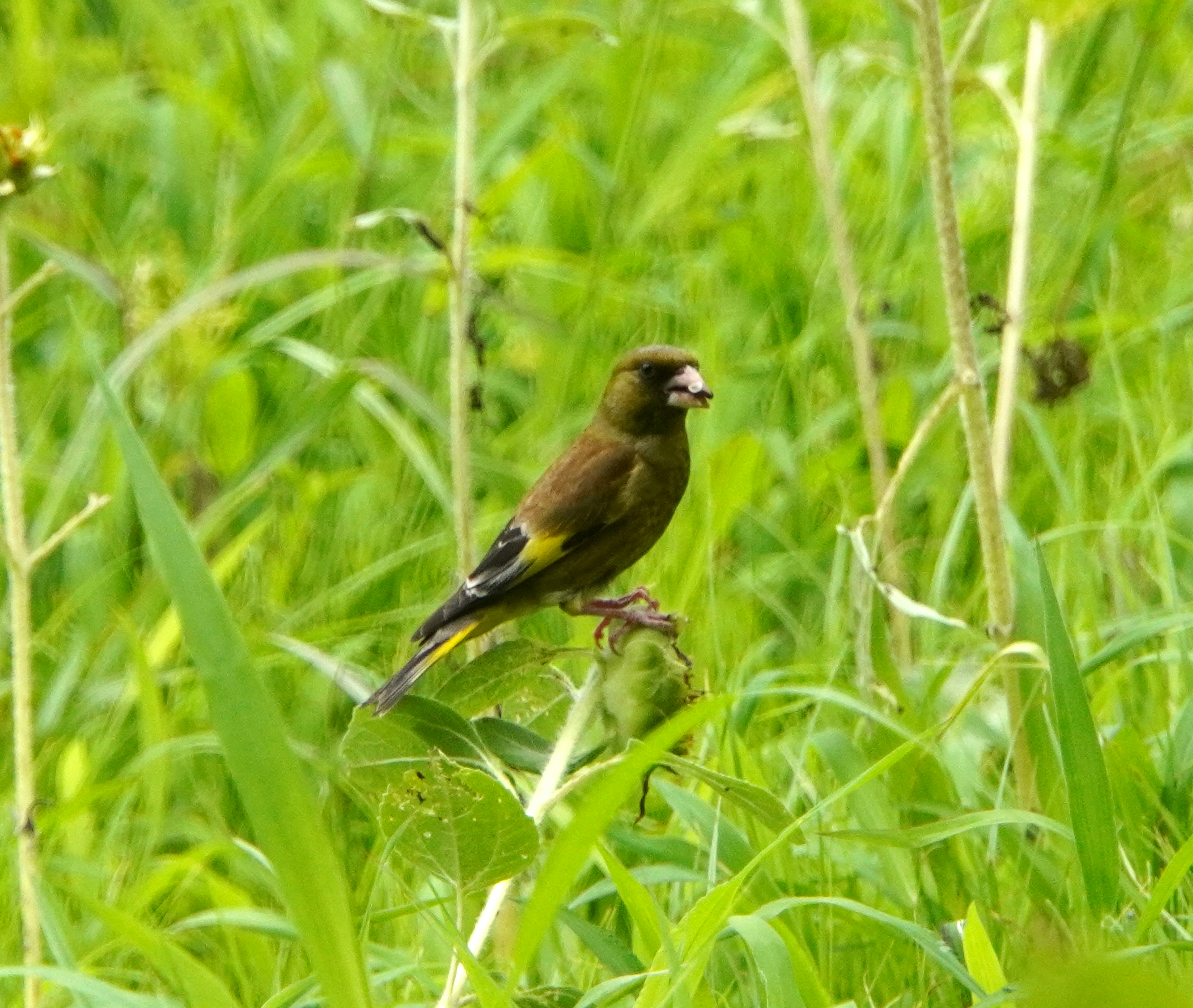 Un pequeño pájaro verde posado entre la hierba alta