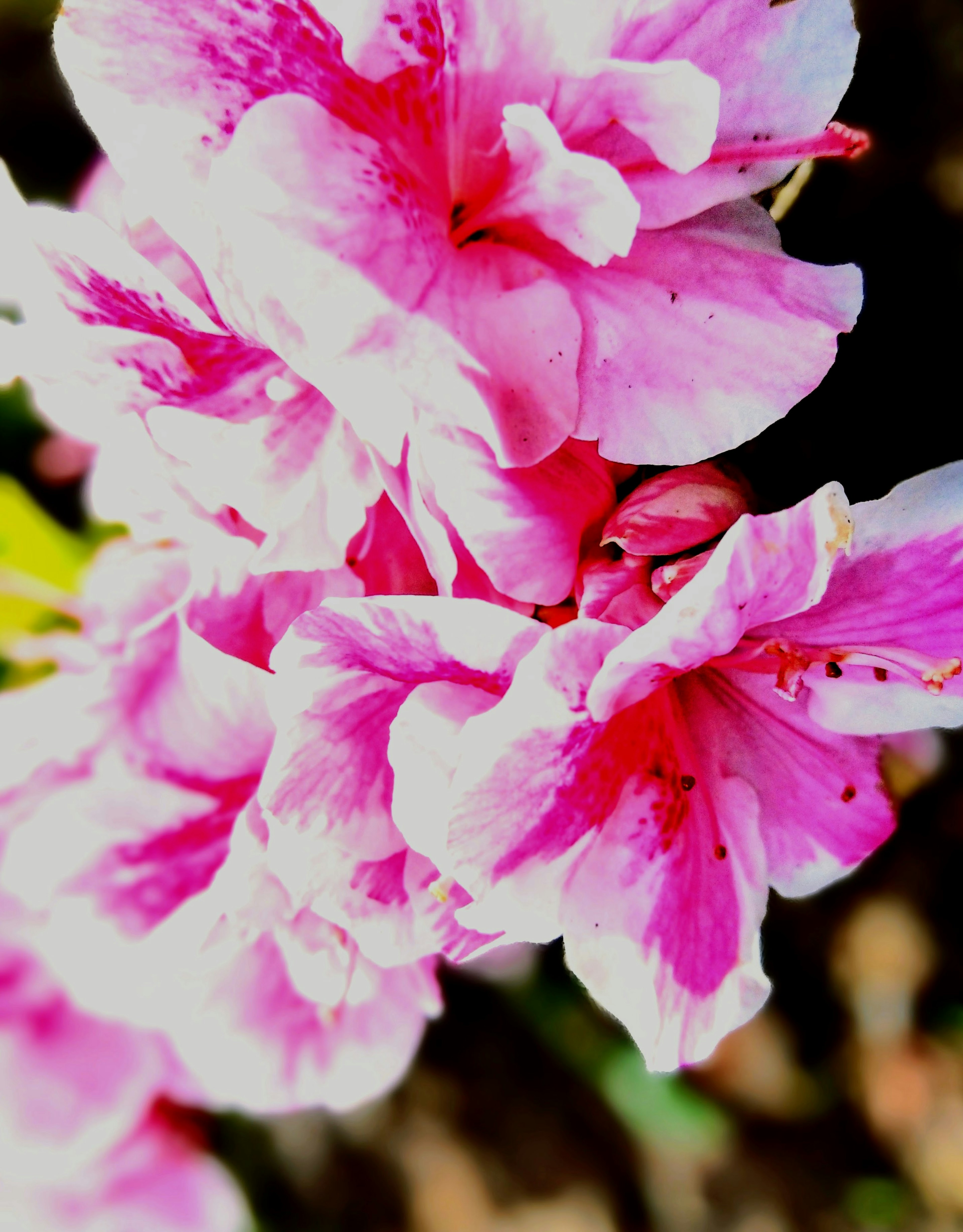 Vibrant pink azalea flowers clustered together