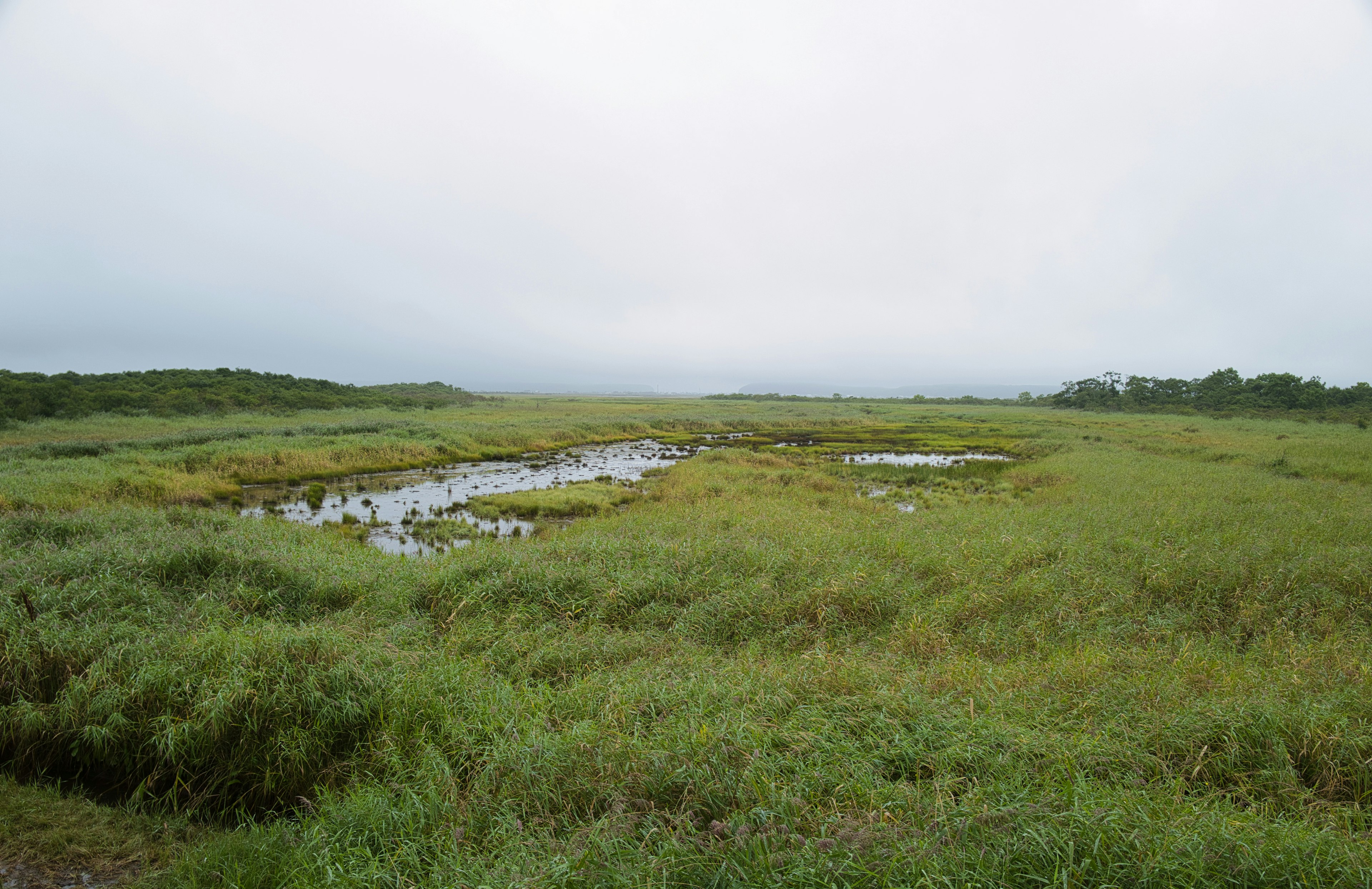 Weitläufige Feuchtgebietslandschaft mit Wasserpfützen