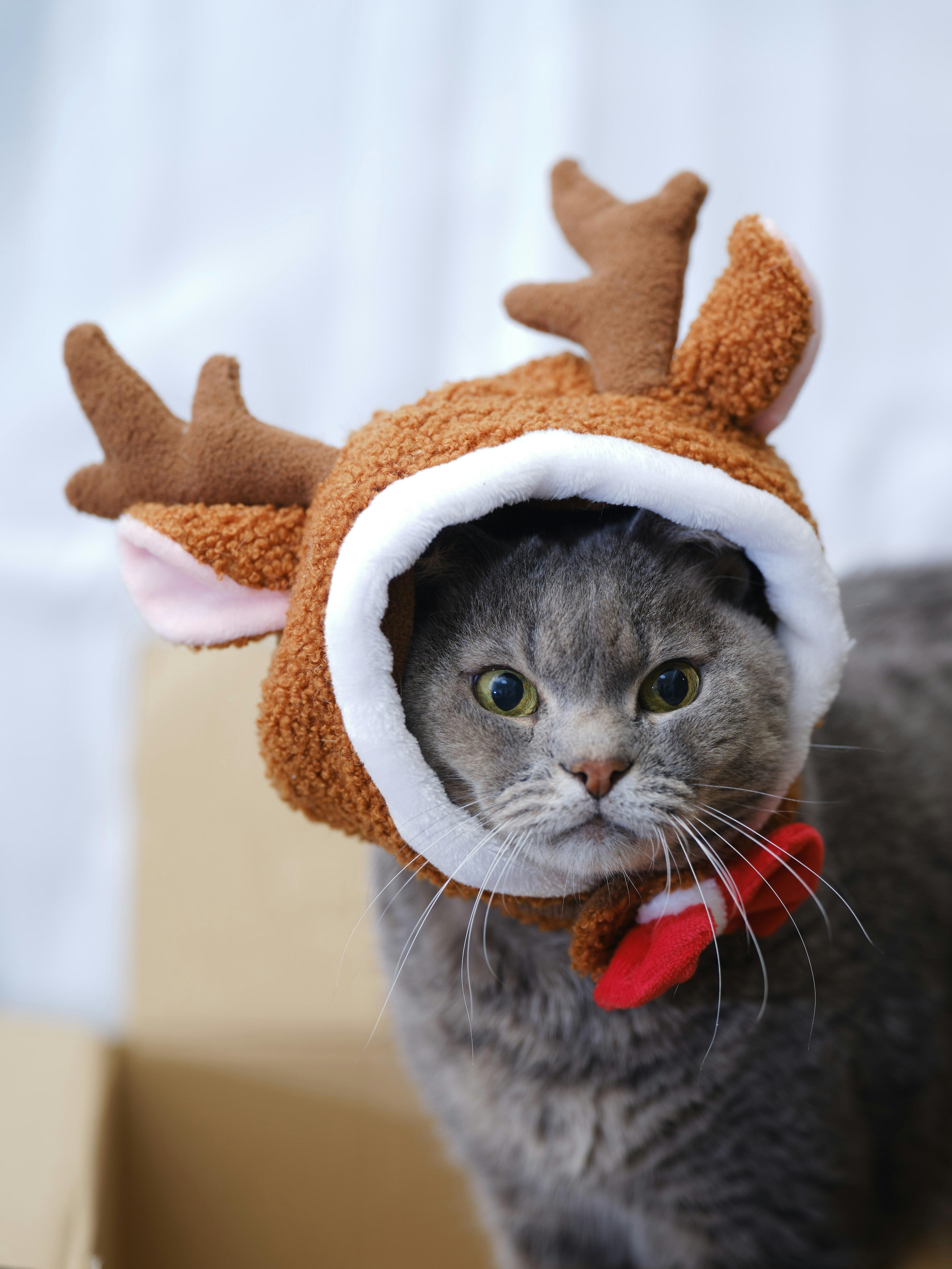 Gato gris usando un sombrero de reno con cuernos luciendo sorprendido