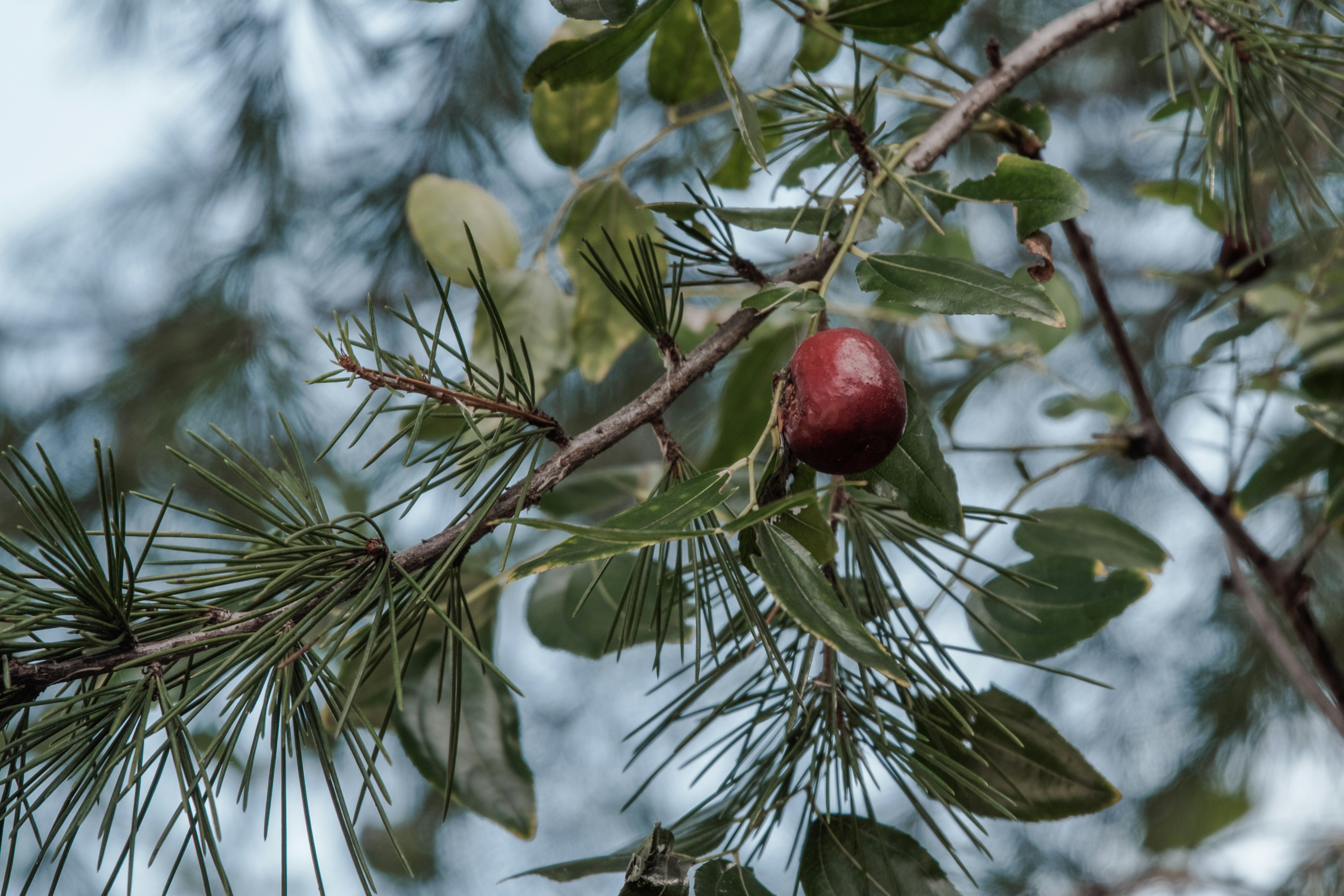 A branch with a red fruit and green leaves