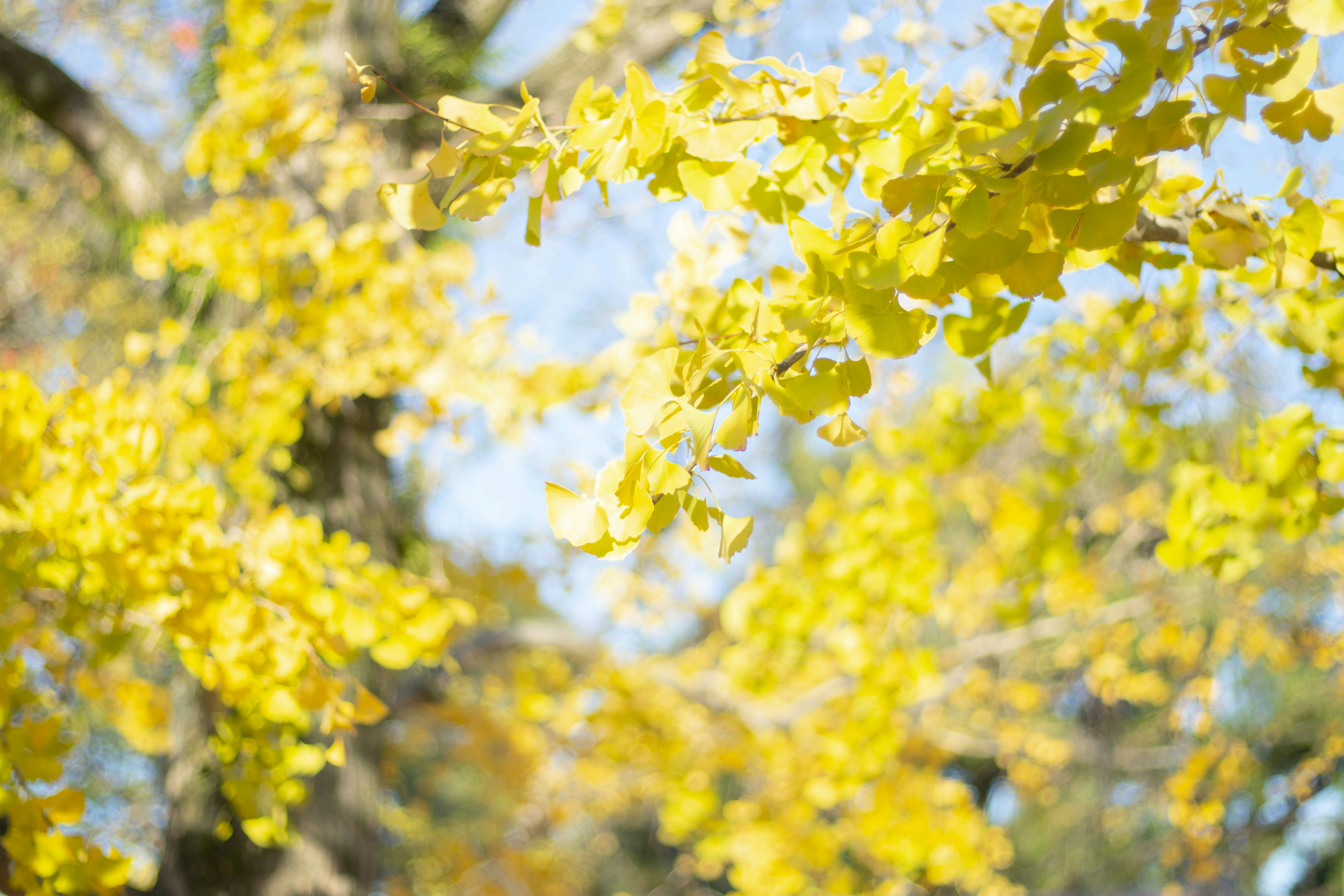 Feuilles jaunes vibrantes sous un ciel bleu clair