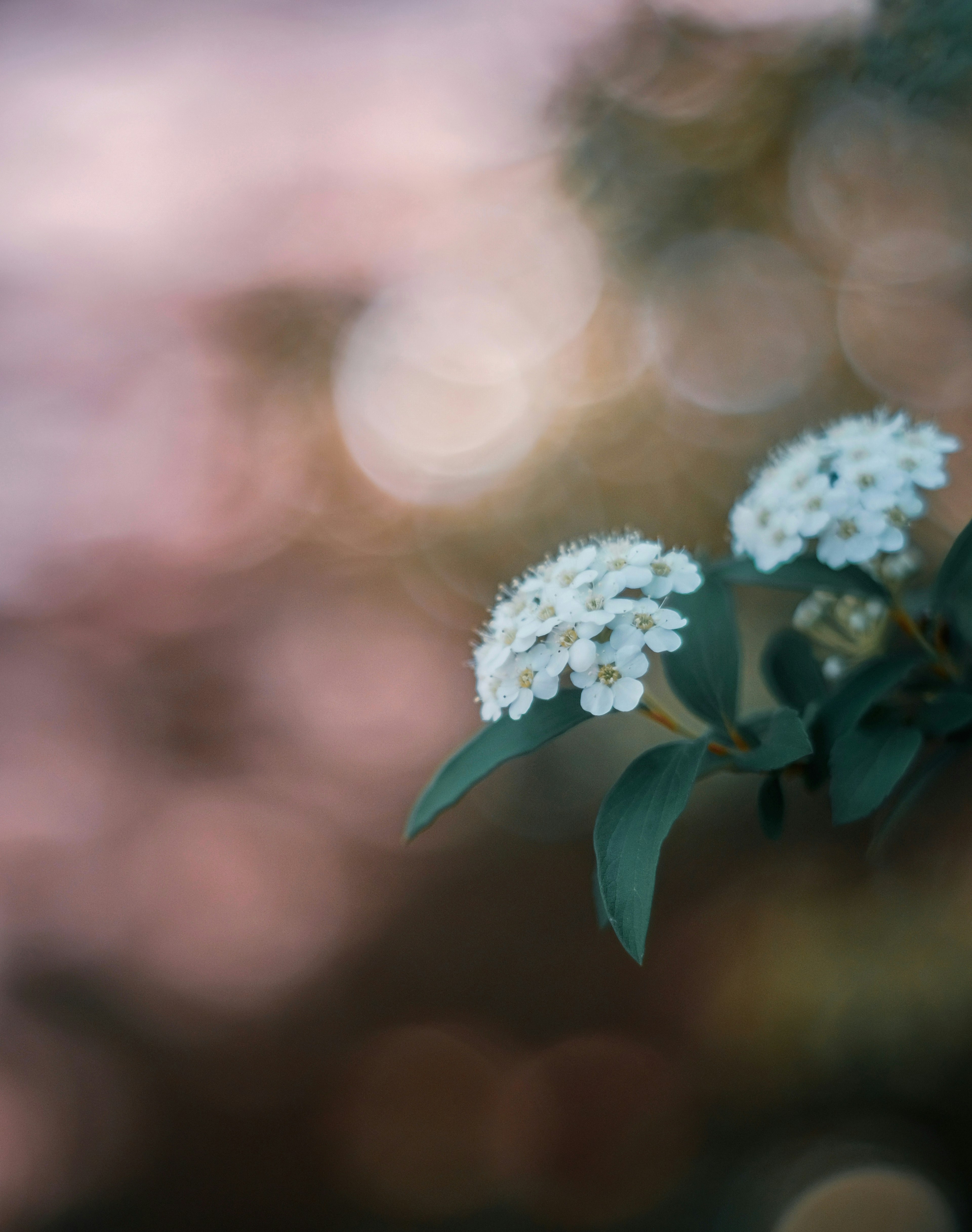 Weiße Blumen mit grünen Blättern vor einem verschwommenen Hintergrund