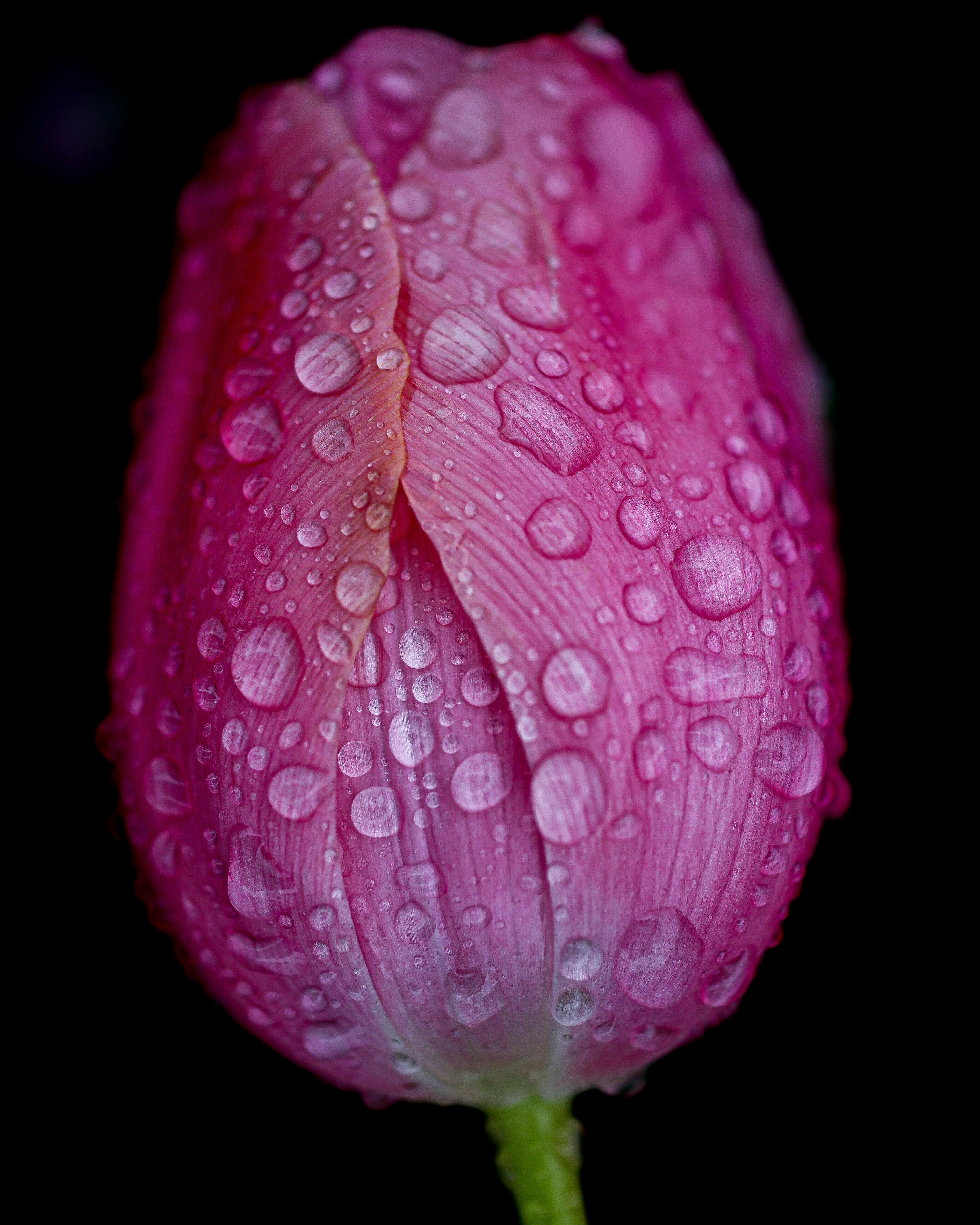 水滴がついたピンクのチューリップの花びら