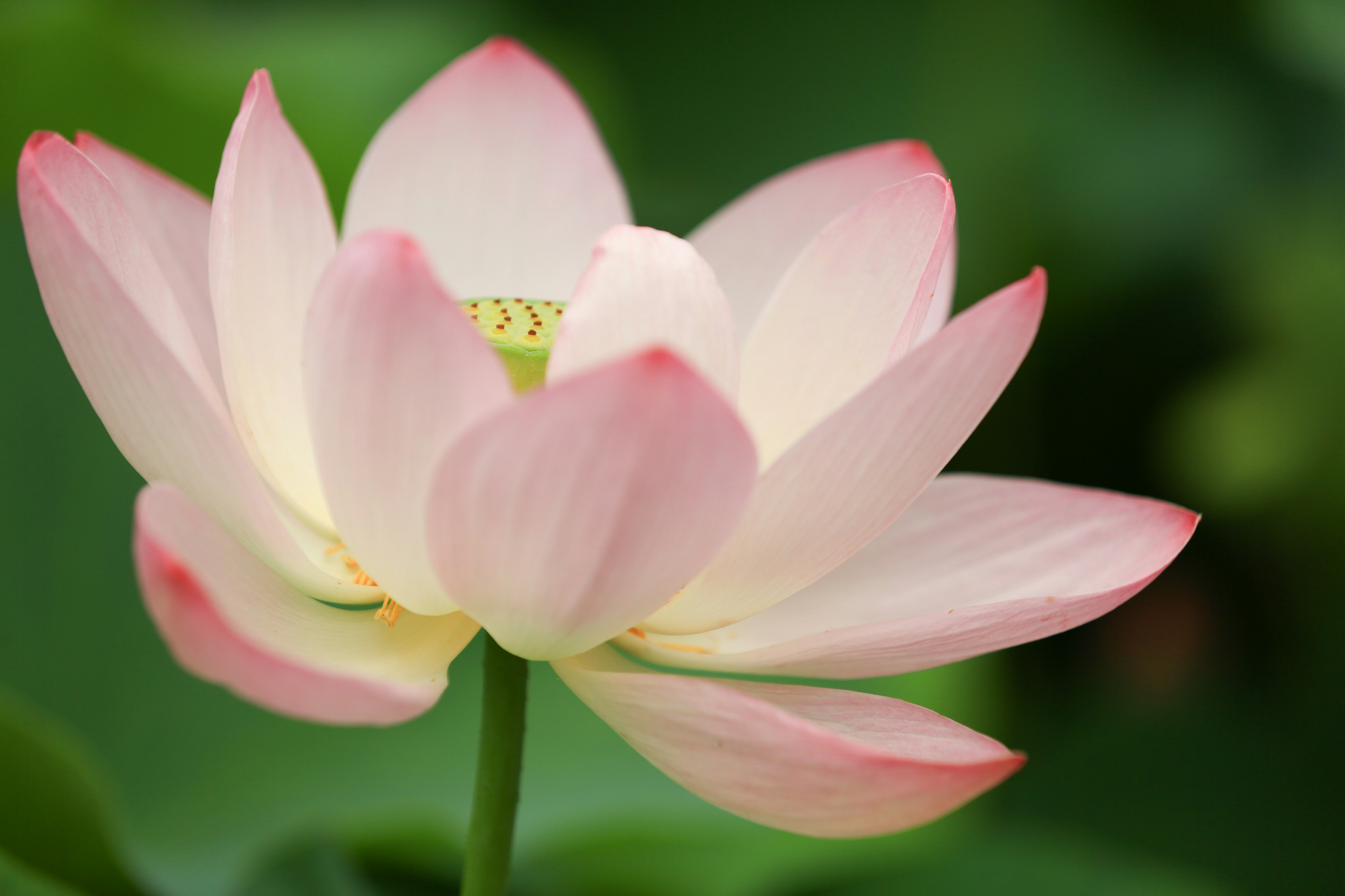 Bunga lotus yang indah dengan kelopak pink muda di latar belakang hijau