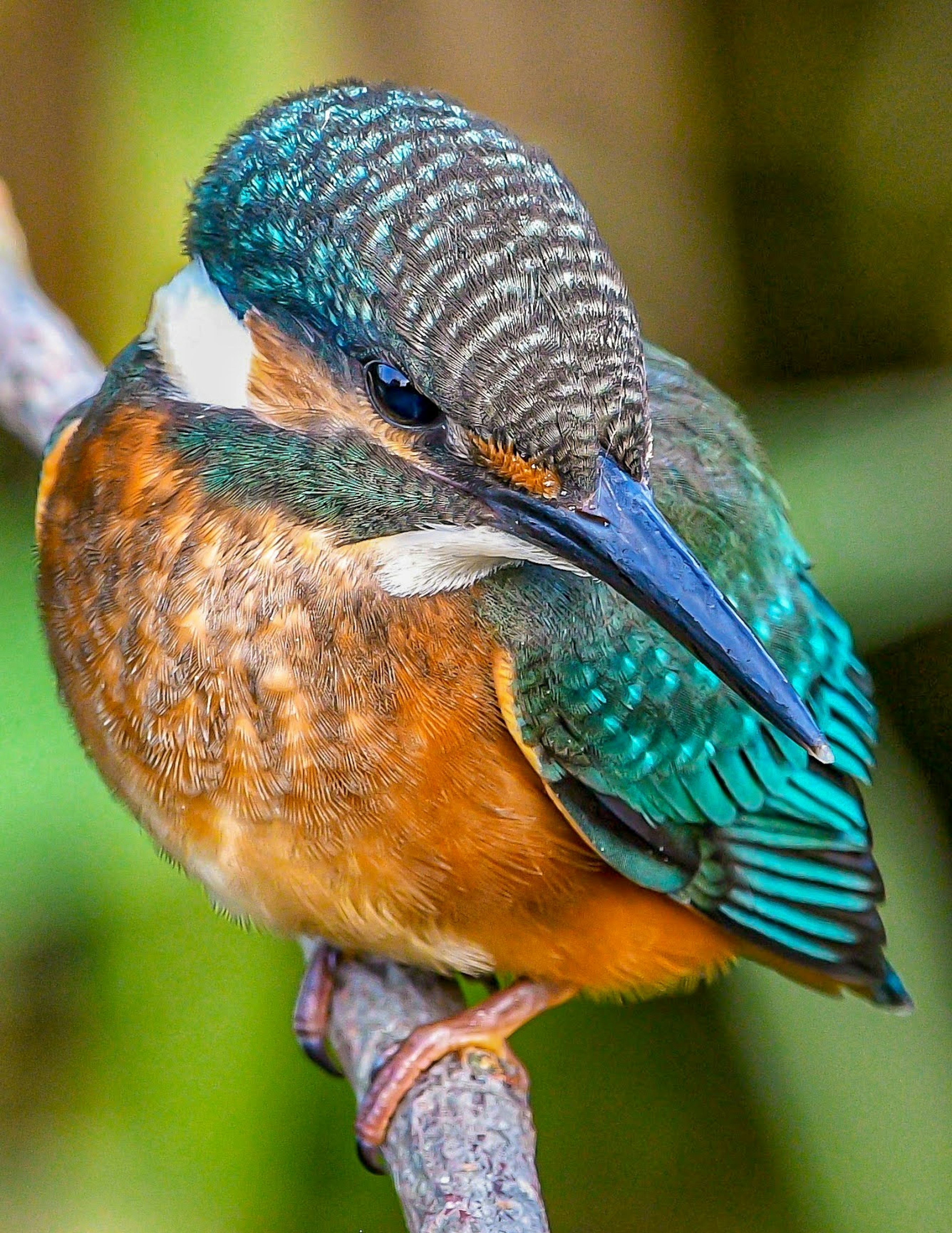 Seekor burung kingfisher dengan bulu turquoise cerah bertengger di cabang