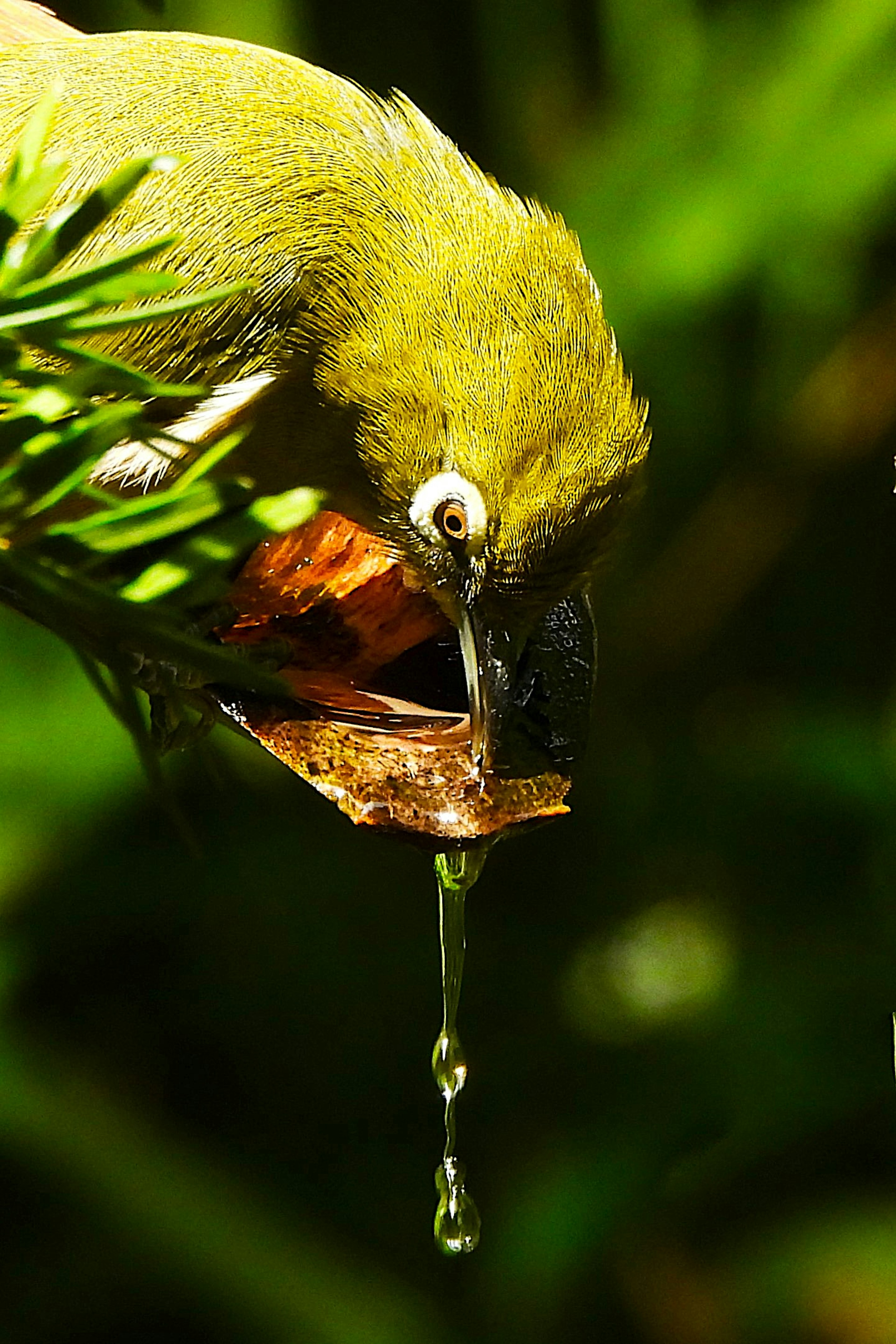 黄色い鳥が水を飲んでいる様子緑の葉に囲まれている