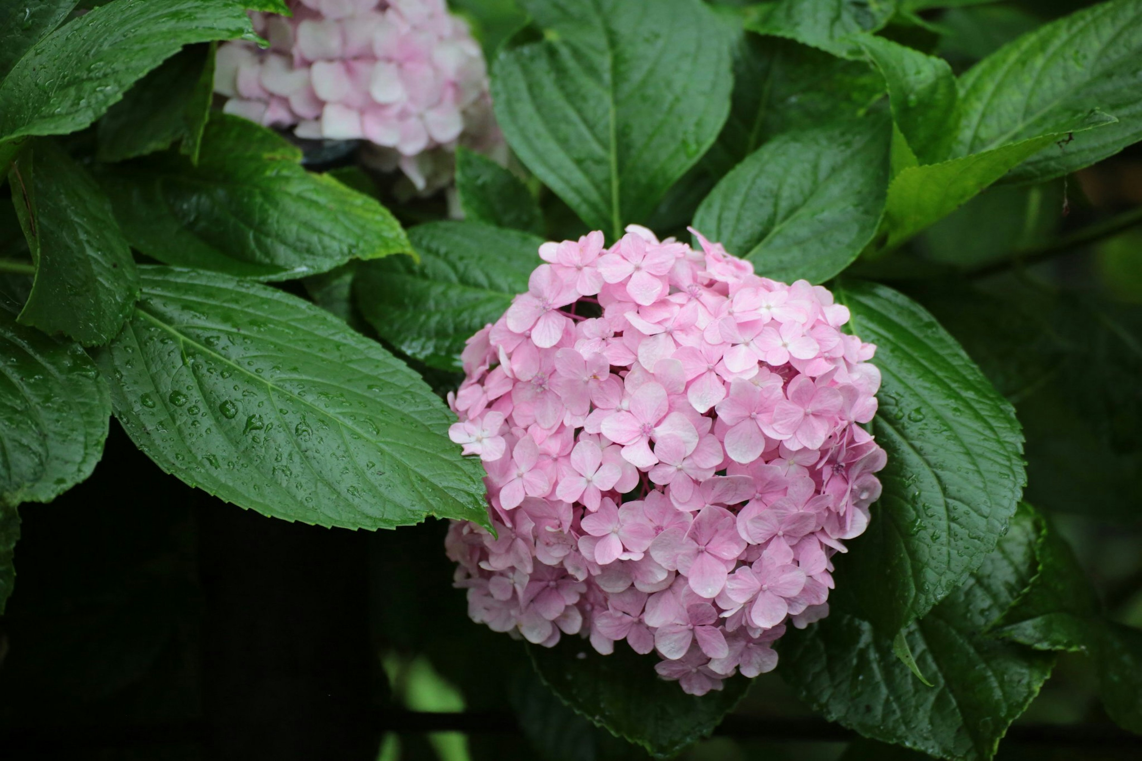 Kumpulan bunga pink dikelilingi daun hijau