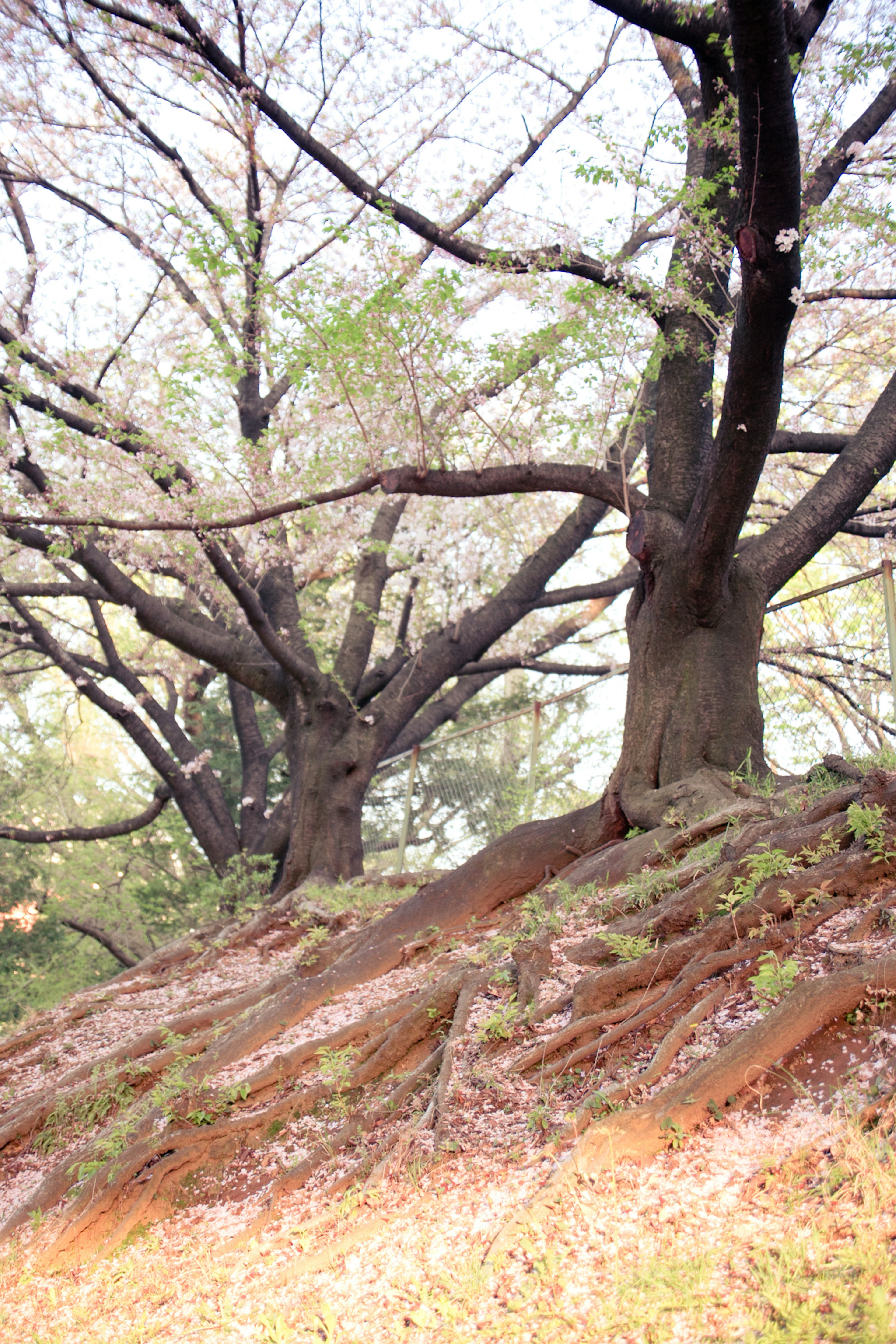 Paisaje con raíces de árboles expuestas y ramas extendidas