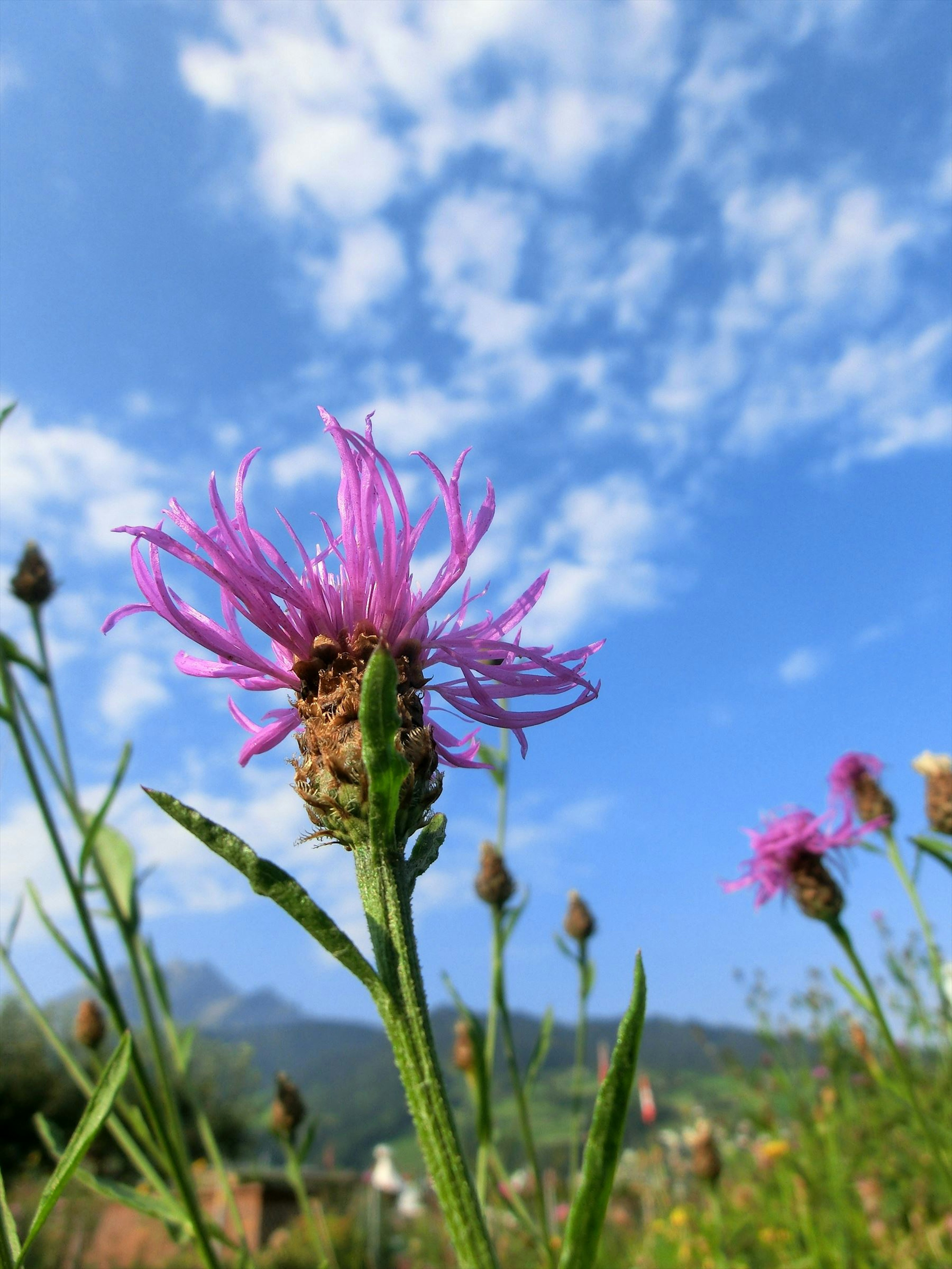 Lebendige pinkfarbene Blume unter einem blauen Himmel mit flauschigen Wolken und umliegendem Grün