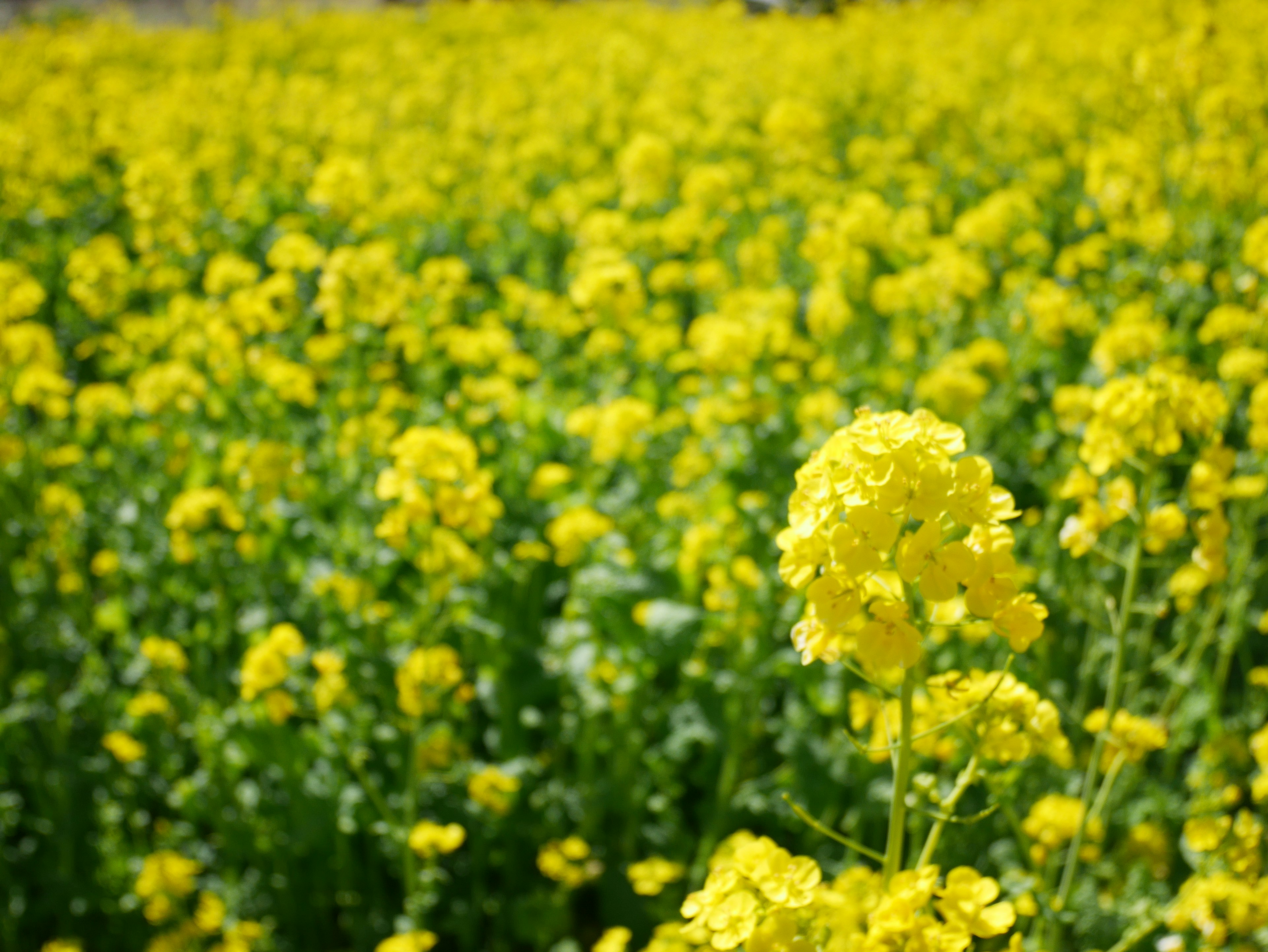 Scène de champ de fleurs de colza jaune vif