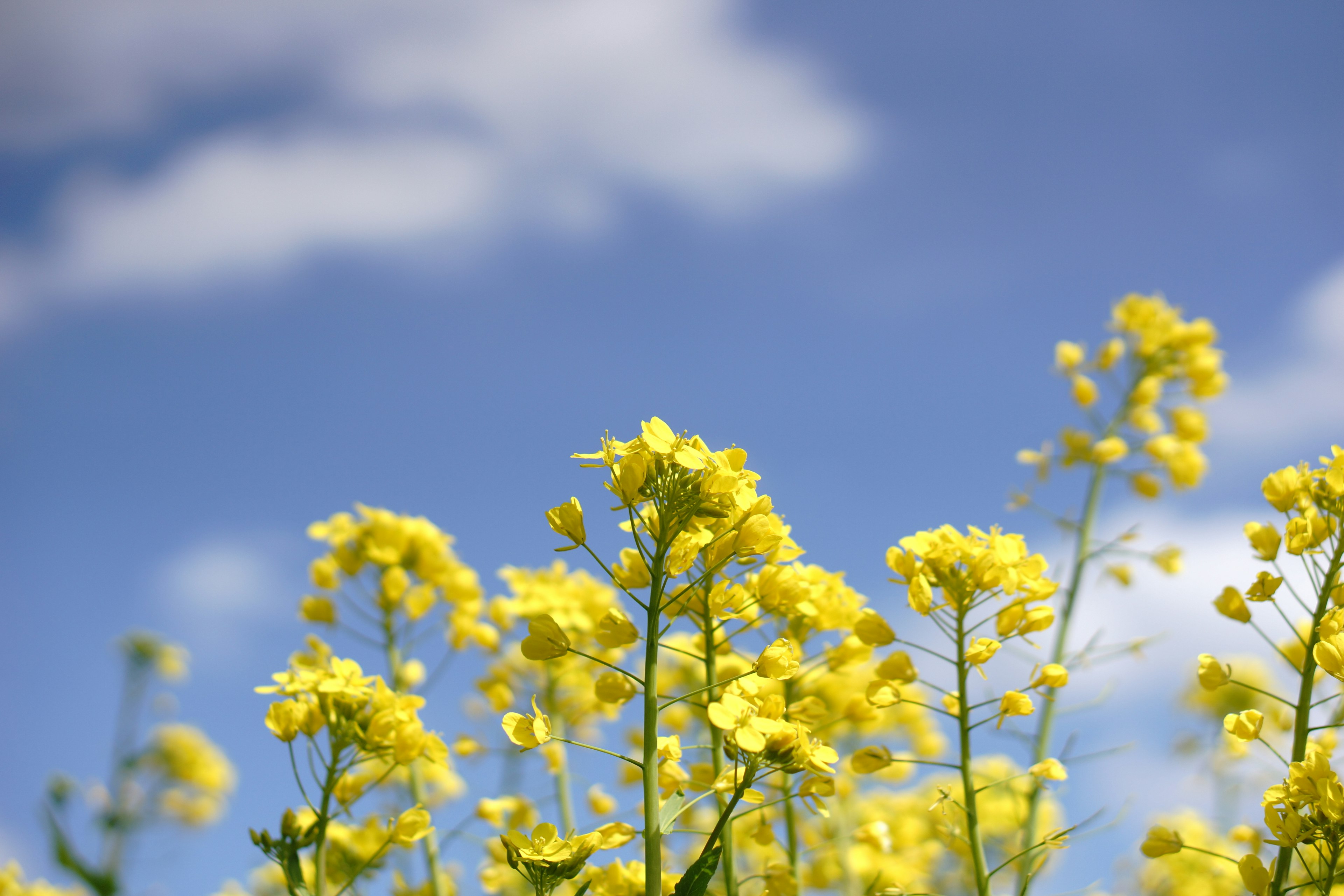 Campo de flores amarillas bajo un cielo azul