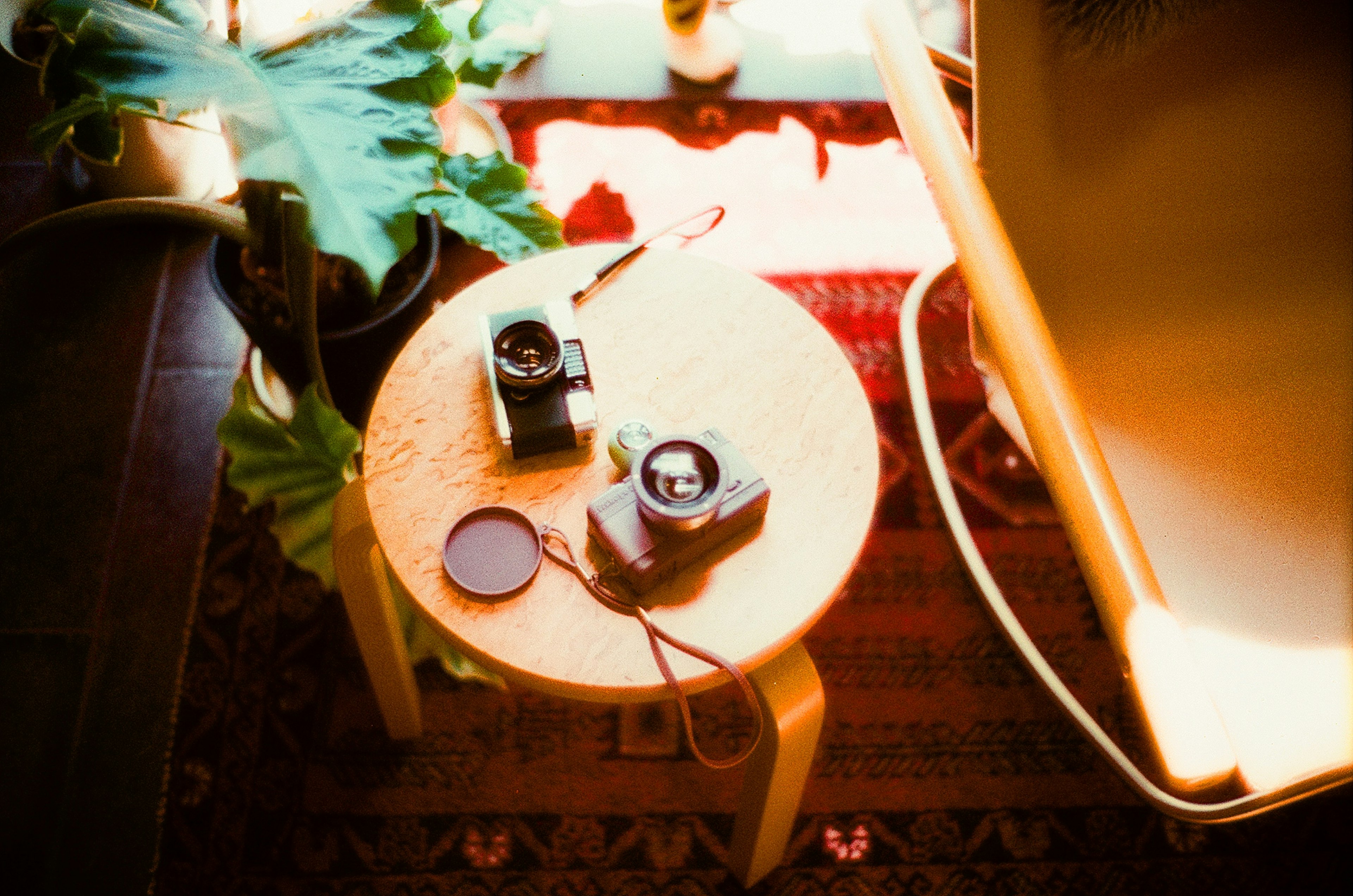 Cozy space featuring cameras and plants on a round table