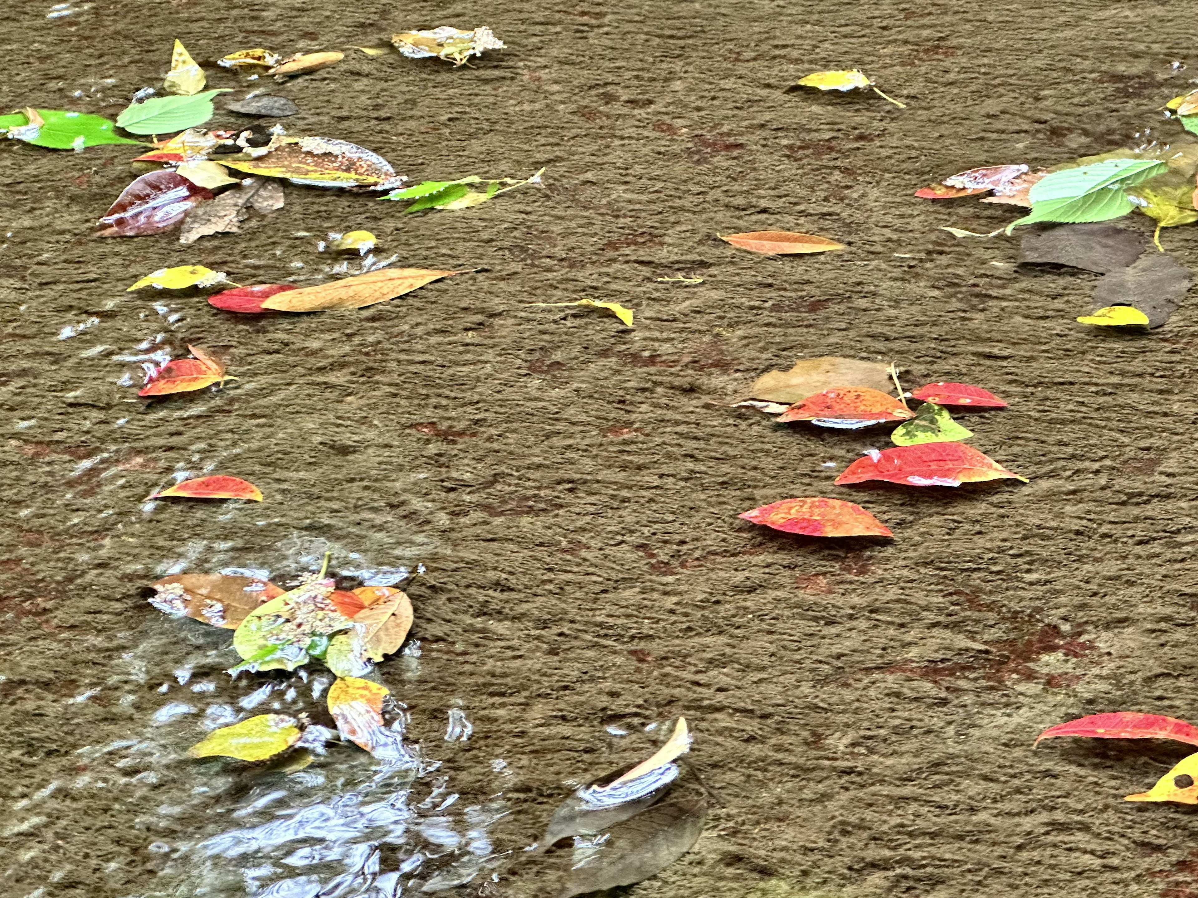 Feuilles colorées flottant à la surface de l'eau et de la boue