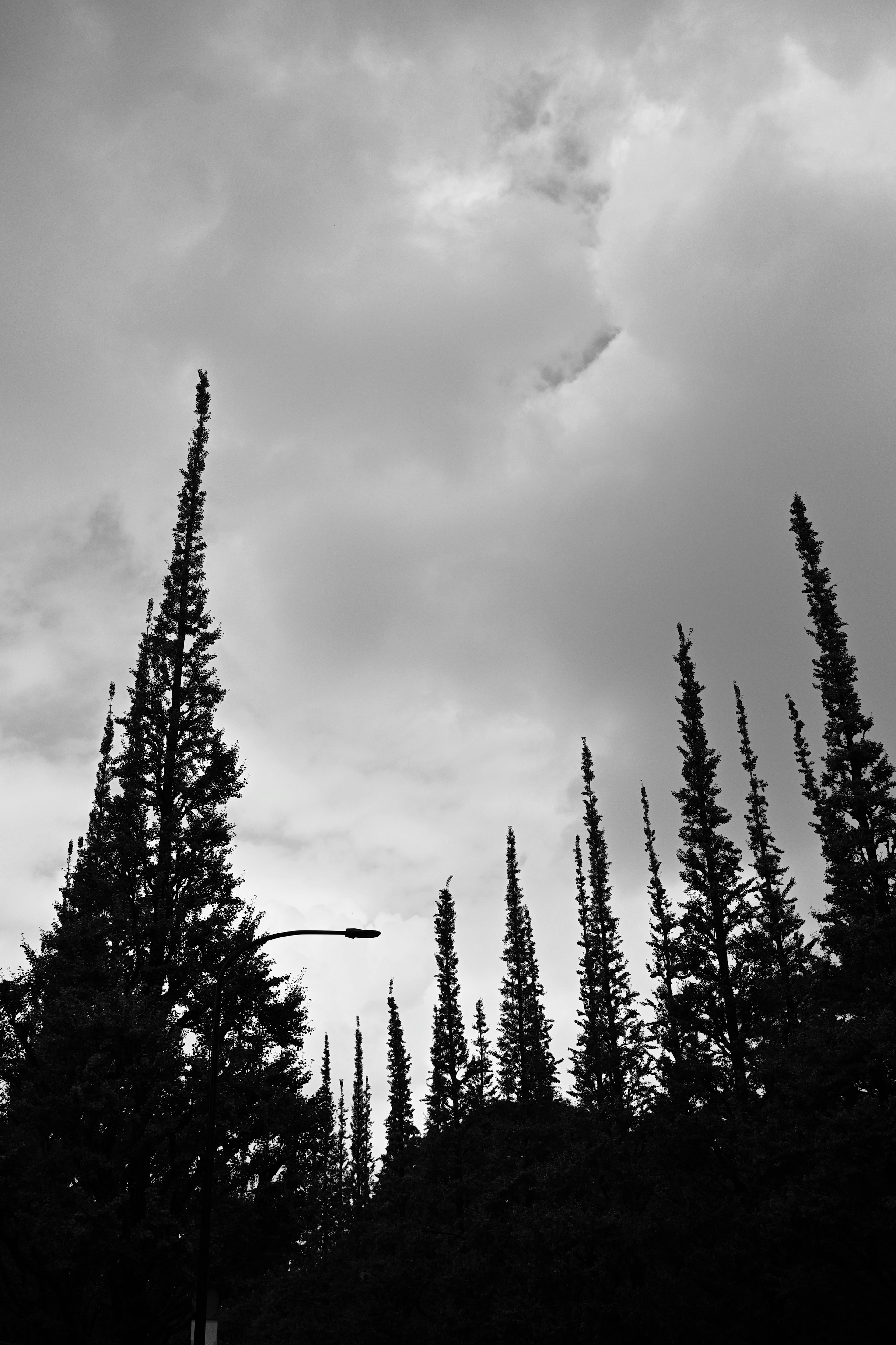 Tall pine trees silhouetted against a cloudy sky in black and white