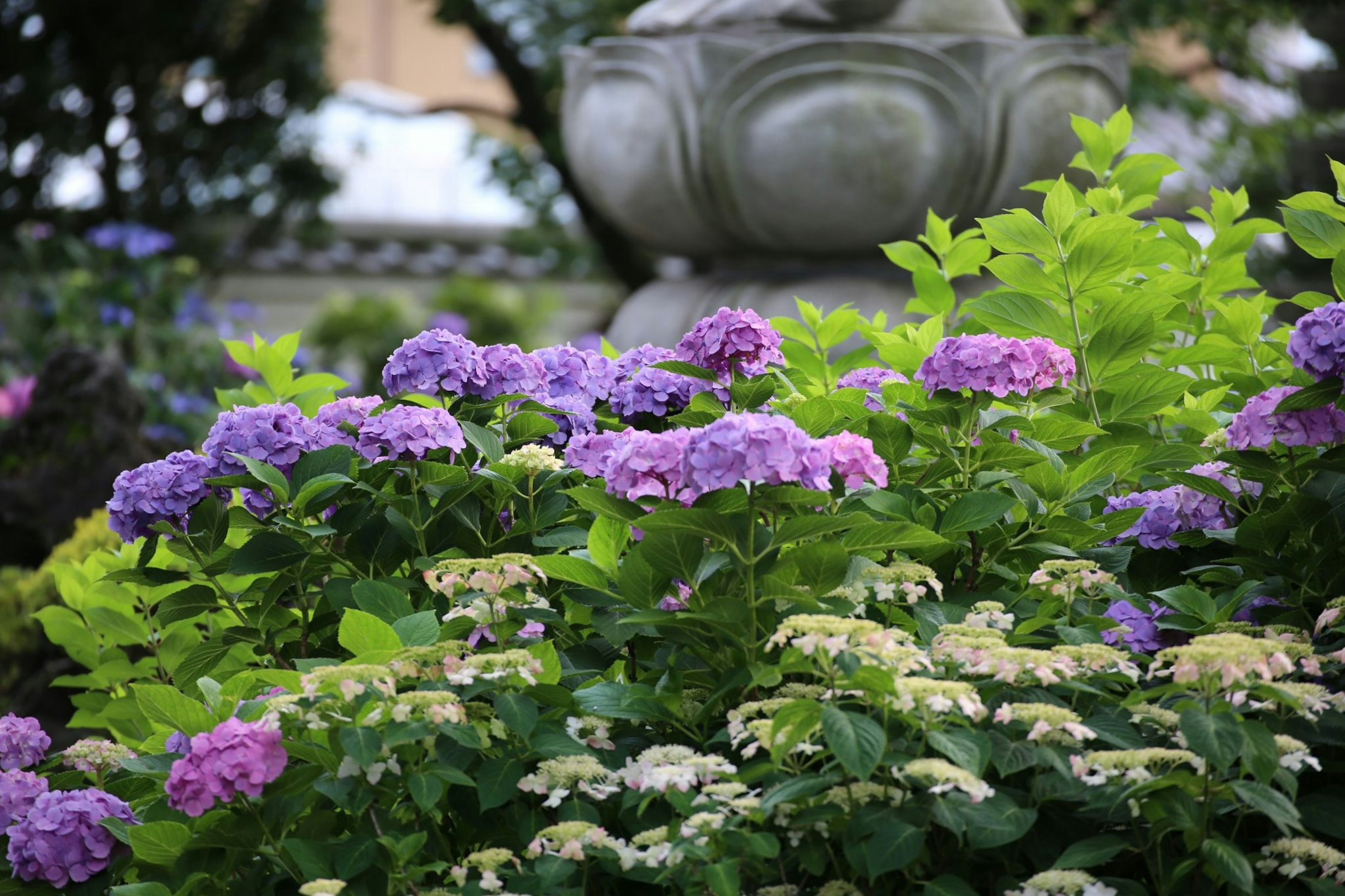 Hermosa escena de jardín con flores moradas y blancas