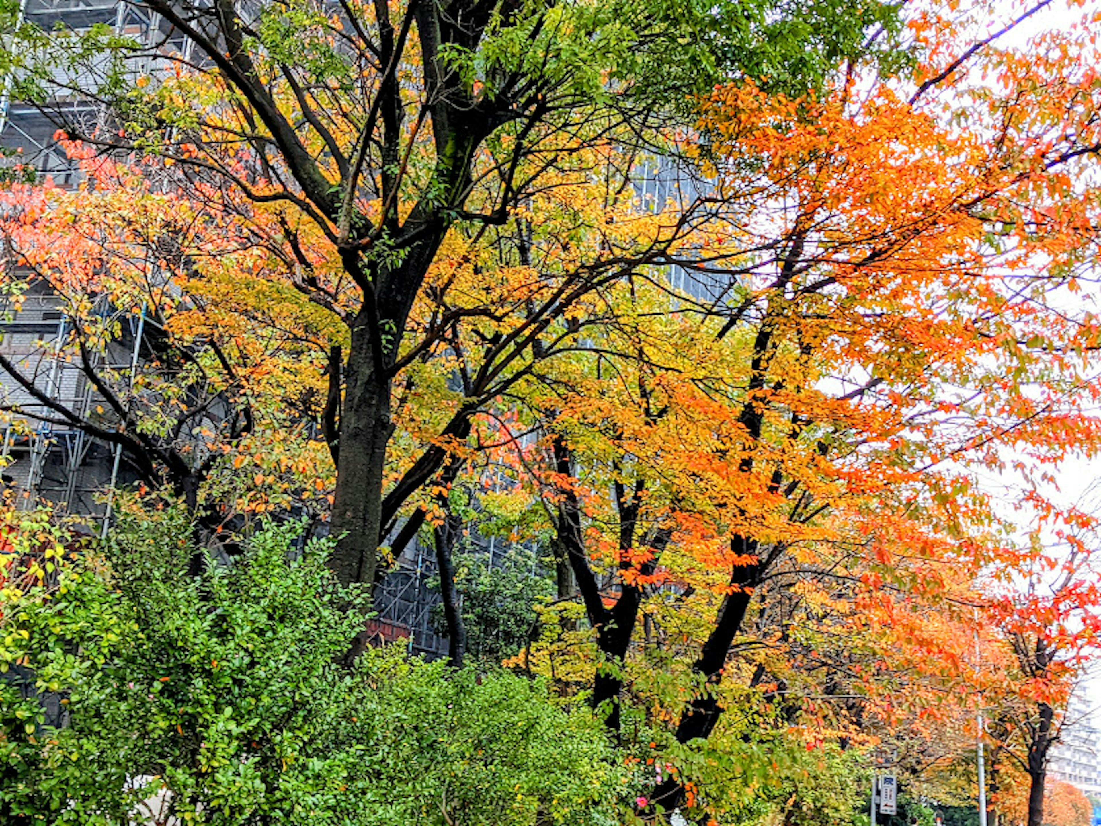 Lebendige herbstliche Blätter an Bäumen in einer städtischen Umgebung