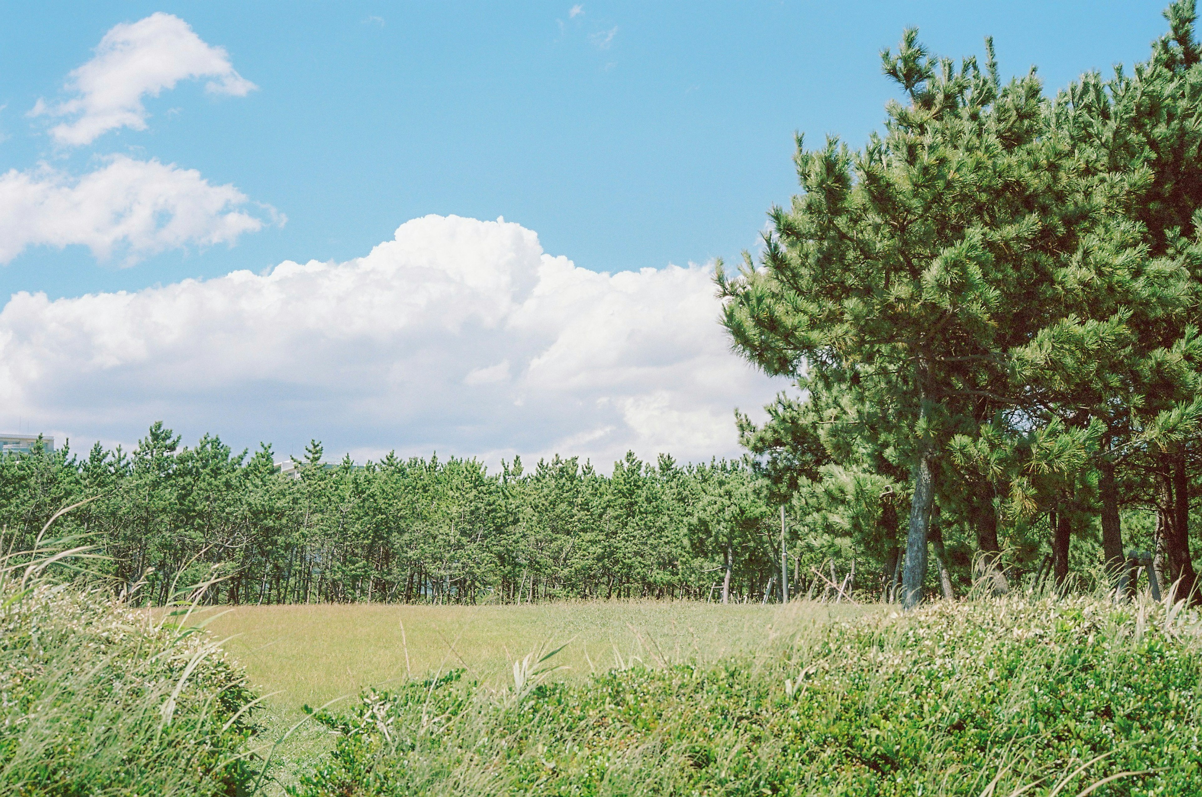 Grüne Wiese und Bäume unter blauem Himmel