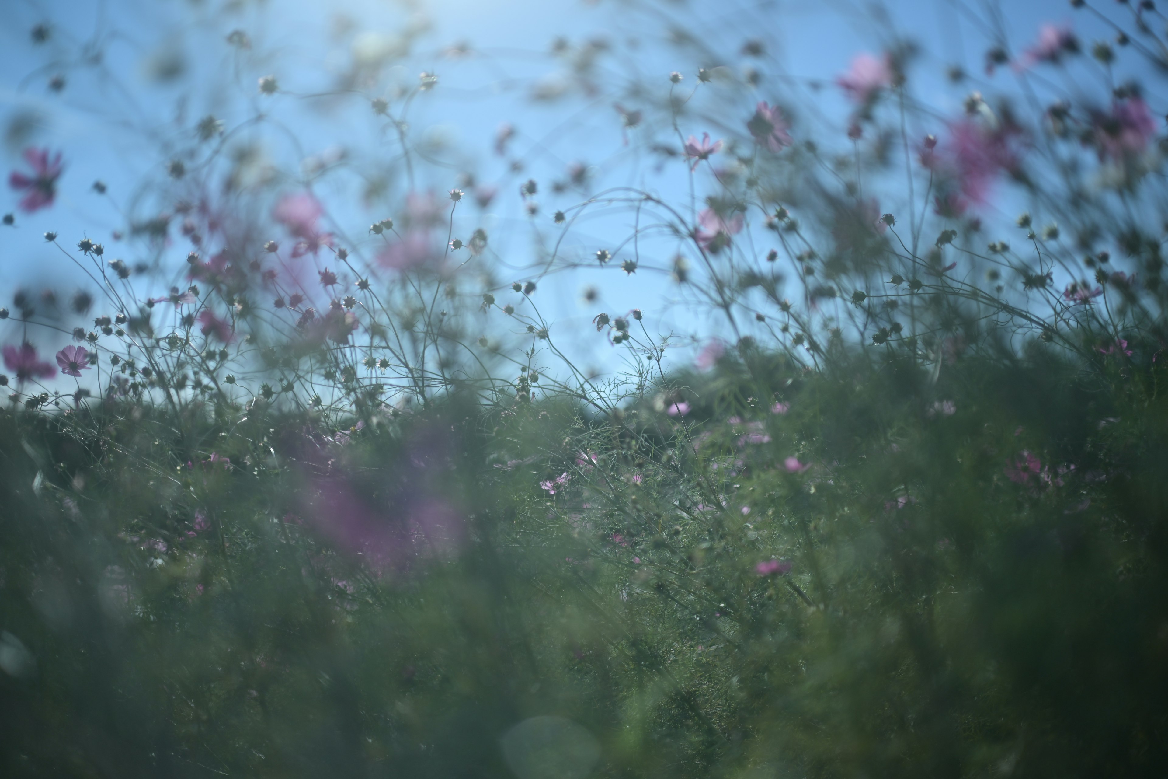 Blurred landscape of flowers under a blue sky