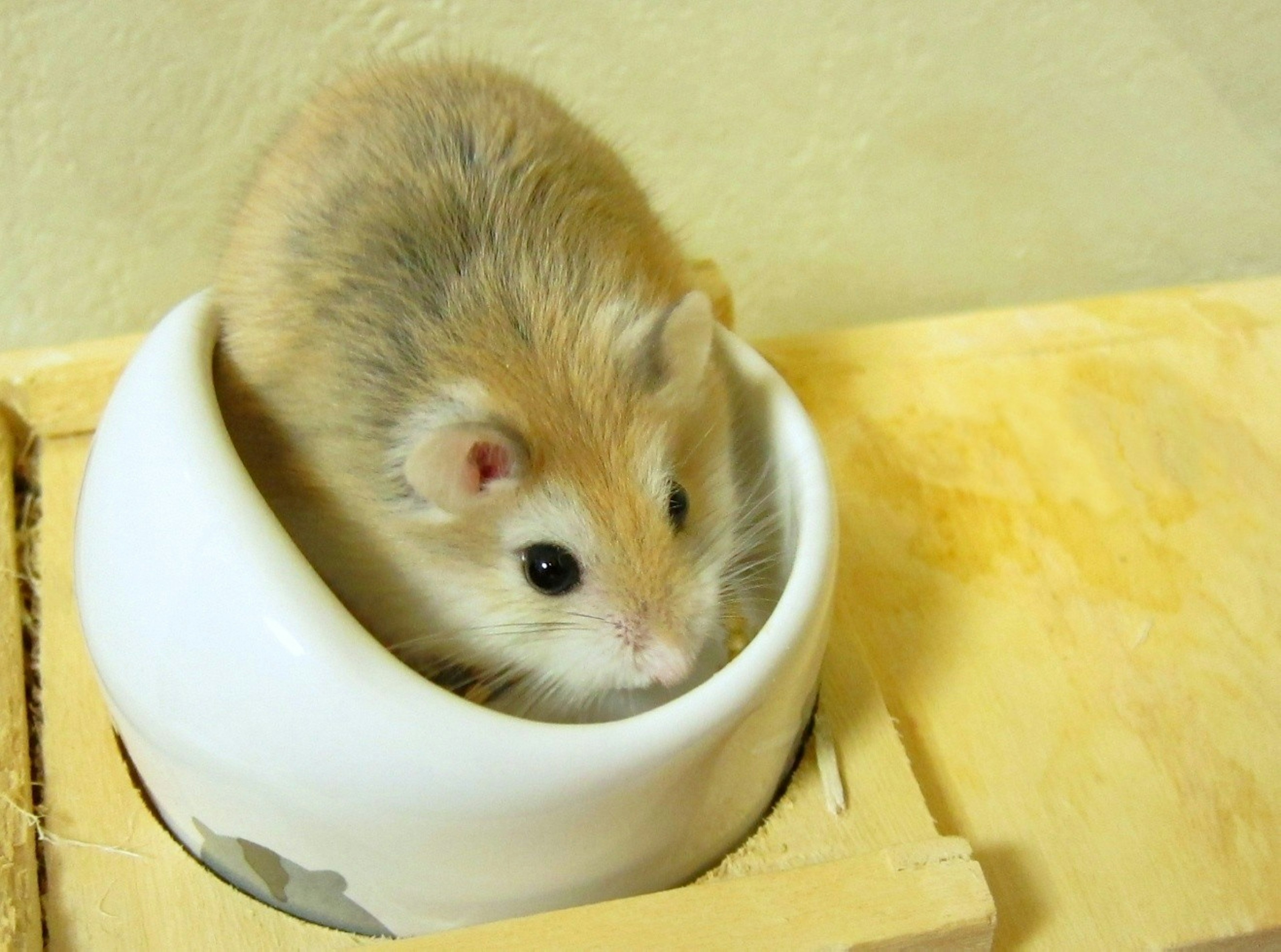 Seekor hamster kecil duduk di dalam mangkuk putih