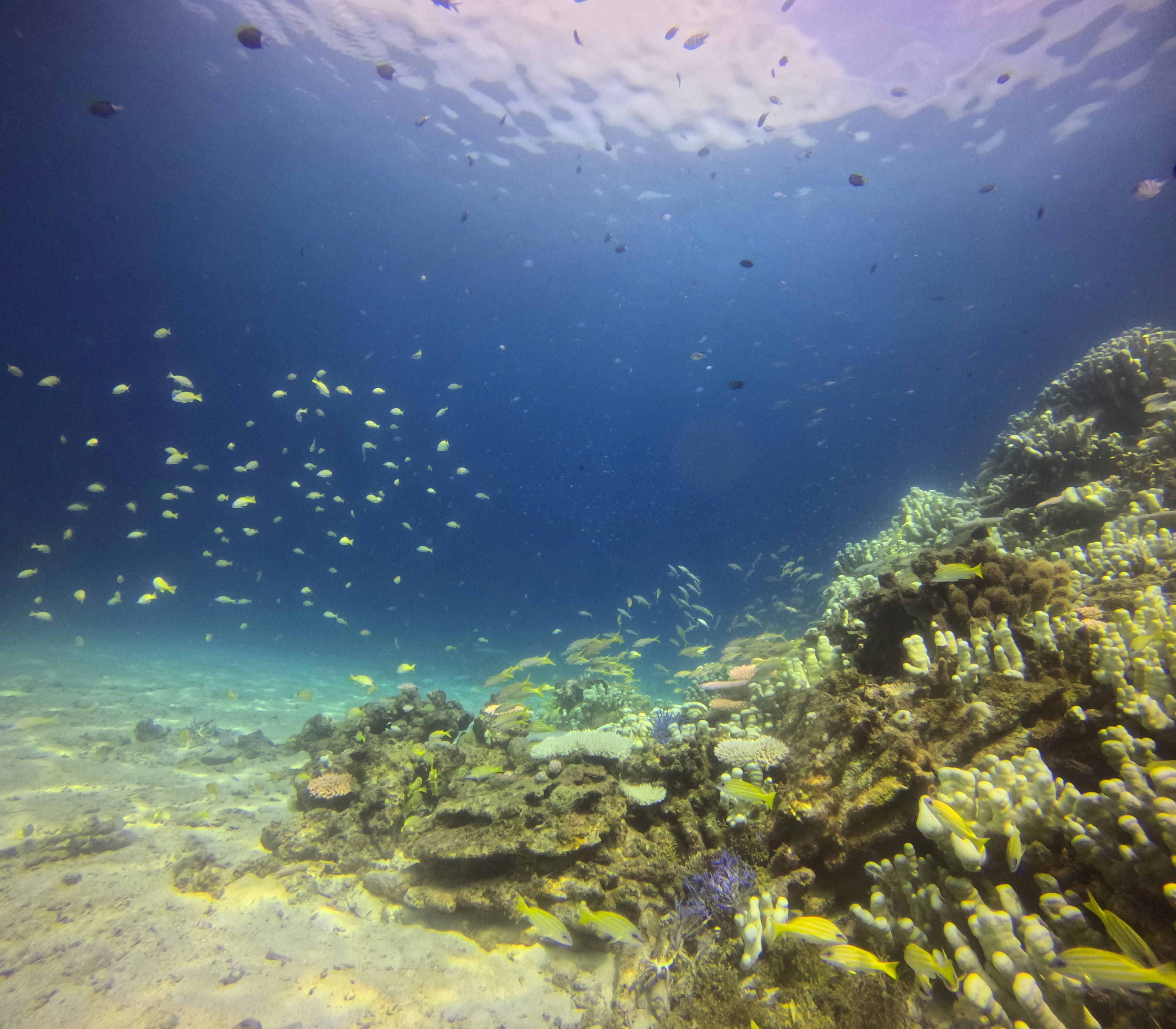 Hermosa escena submarina con peces coloridos nadando alrededor de los corales