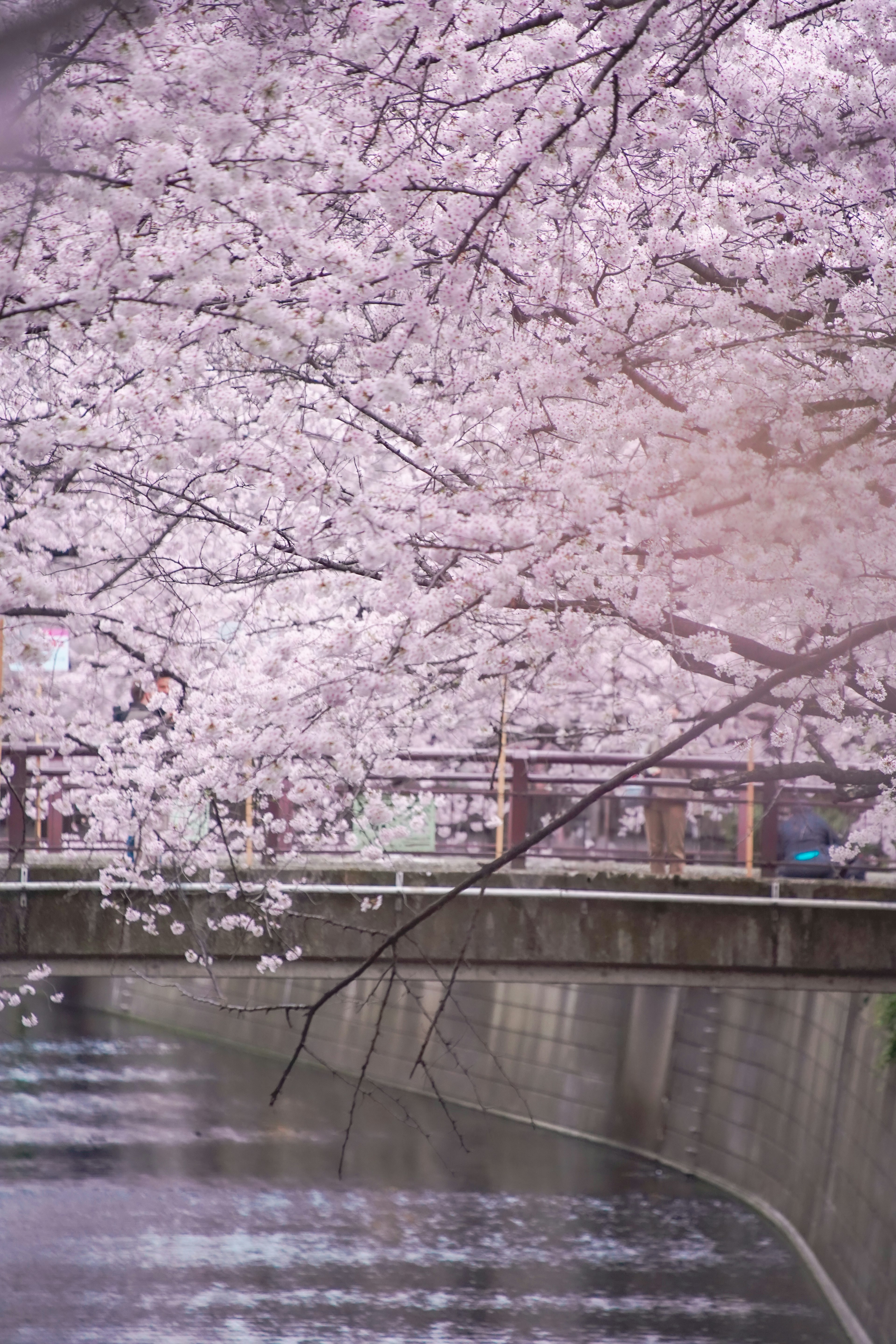 桜の花が咲く川の景色橋が見える