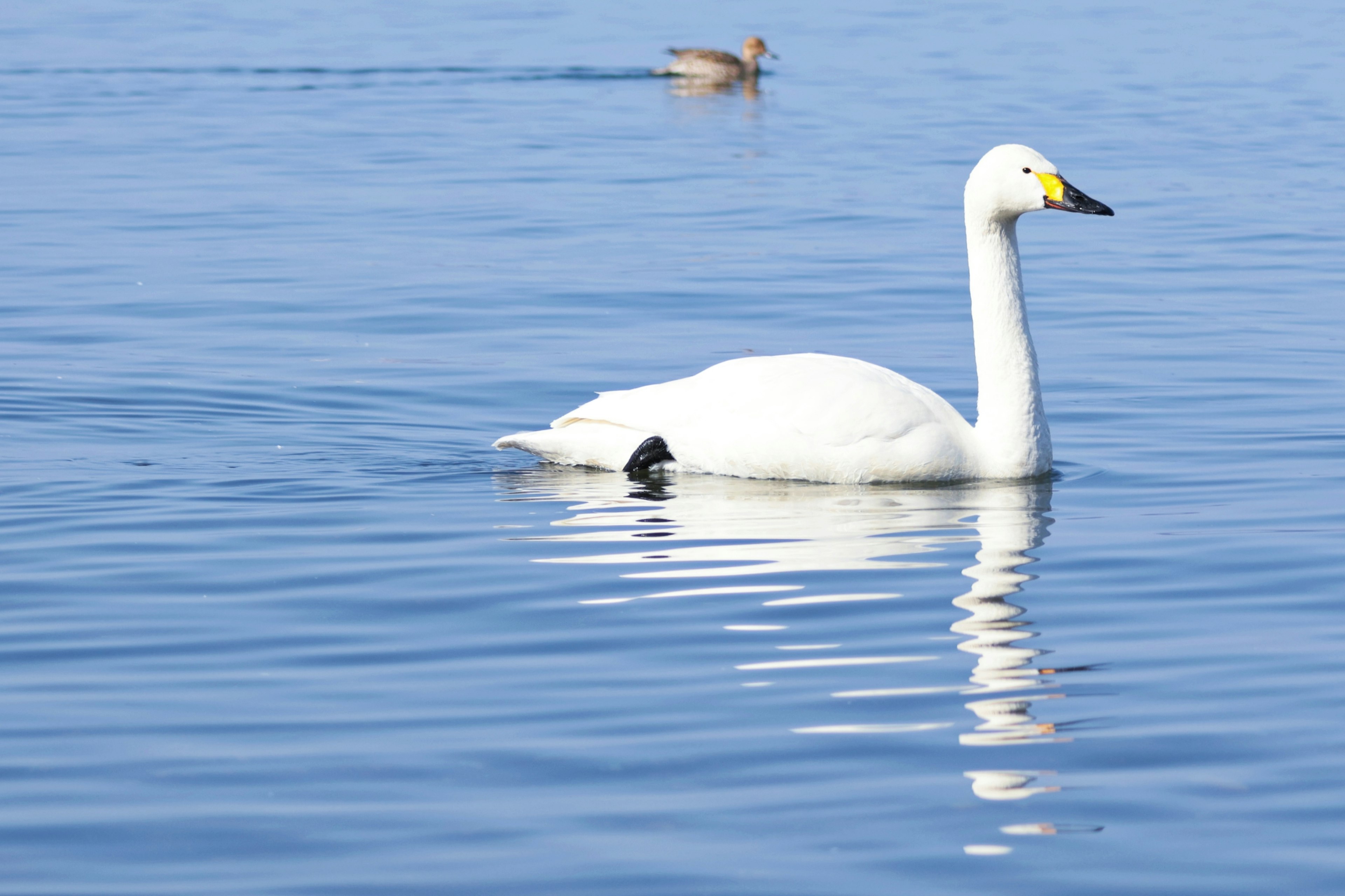 Un cigno che nuota elegantemente su un lago blu calmo